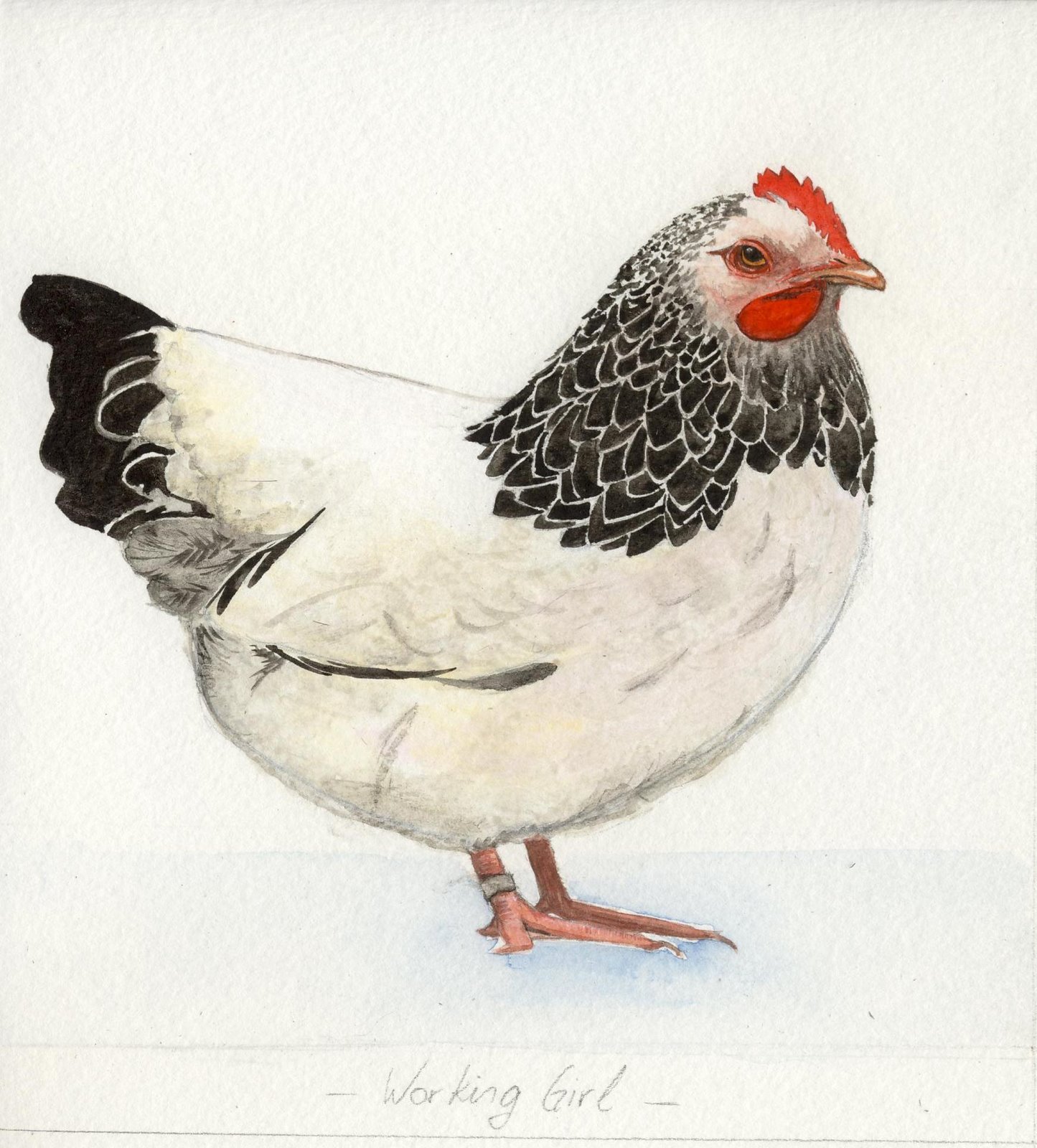 Aquarelle poule