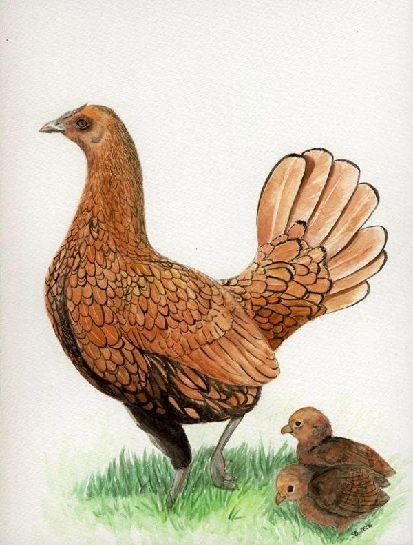 Aquarelle poule