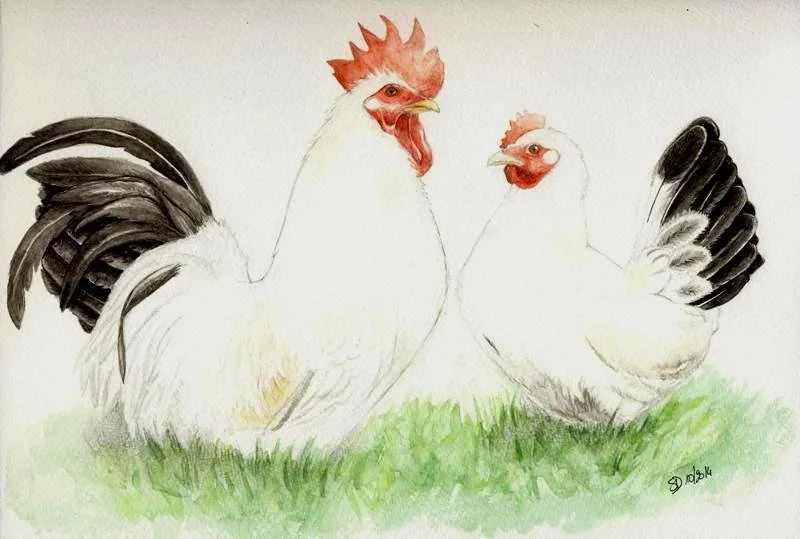 Aquarelle coq