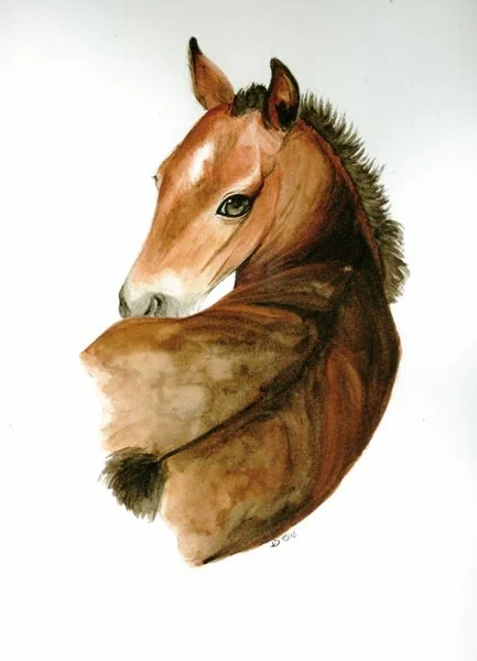 Poulain - Aquarelle A4