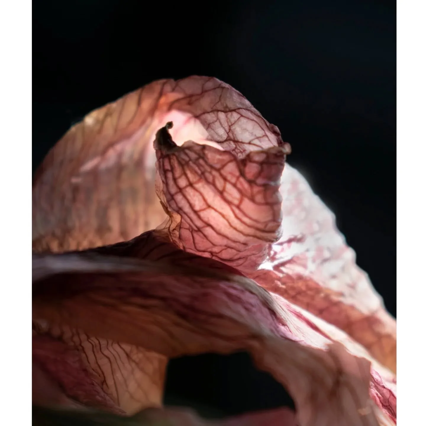 Last glow

Photography @storyland.of.stars