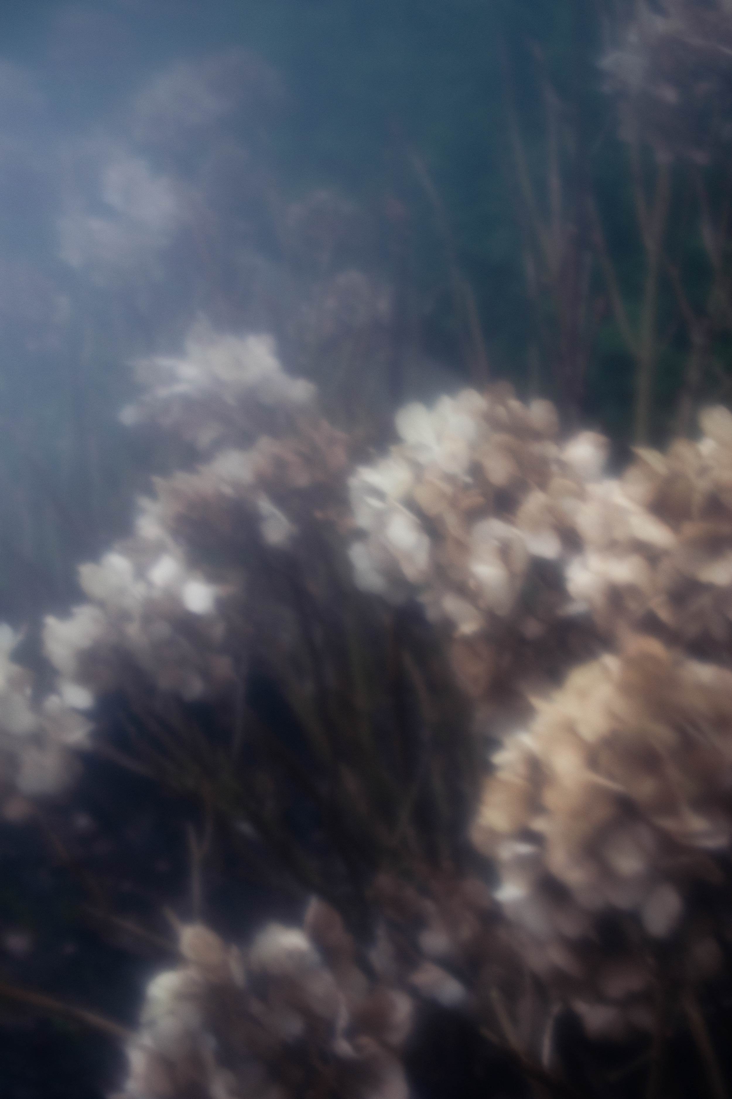 Conceptueel beeld, bloemen in melancholische sfeer