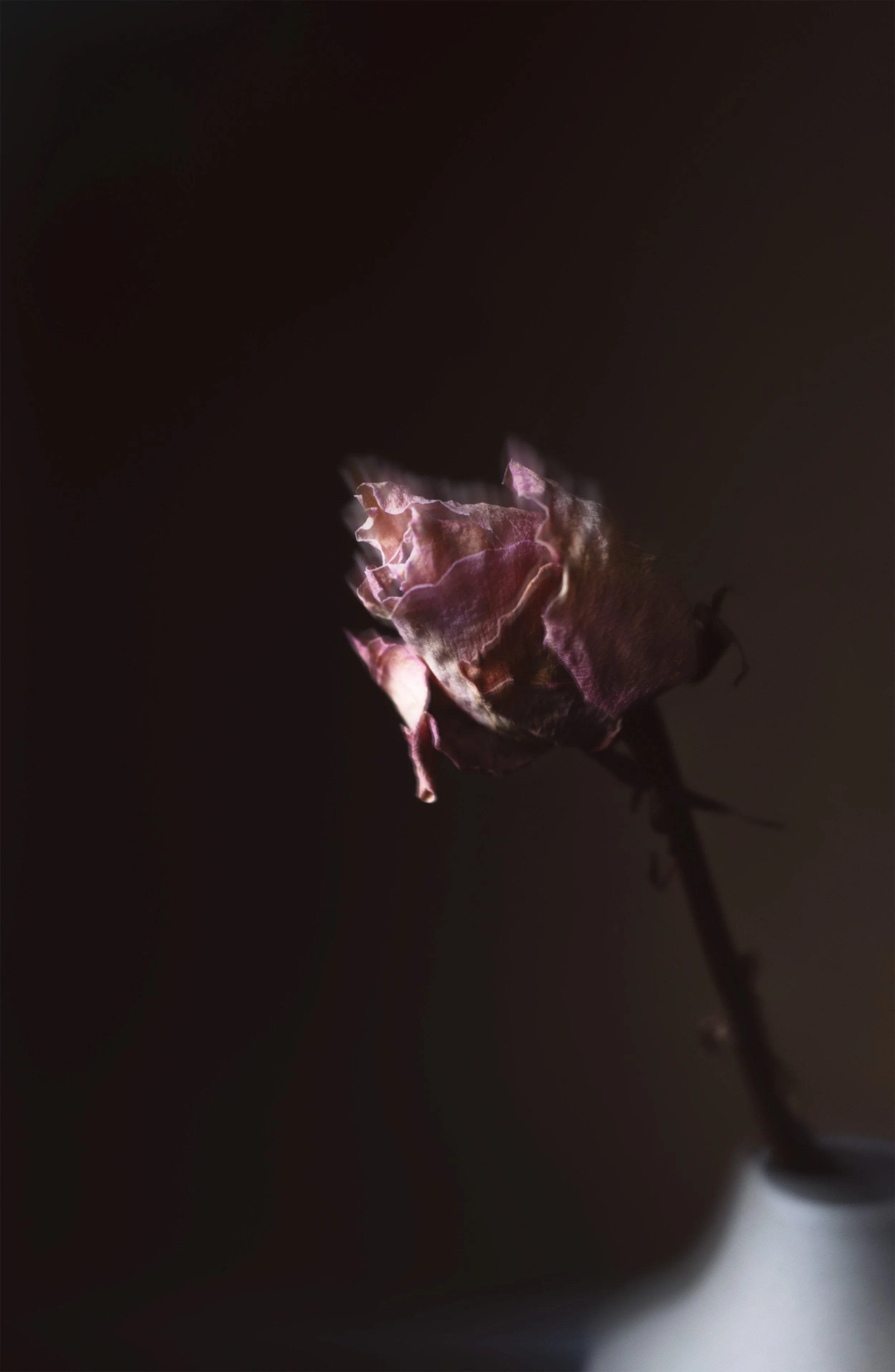 Conceptuele foto van bloem in melancholische sfeer 