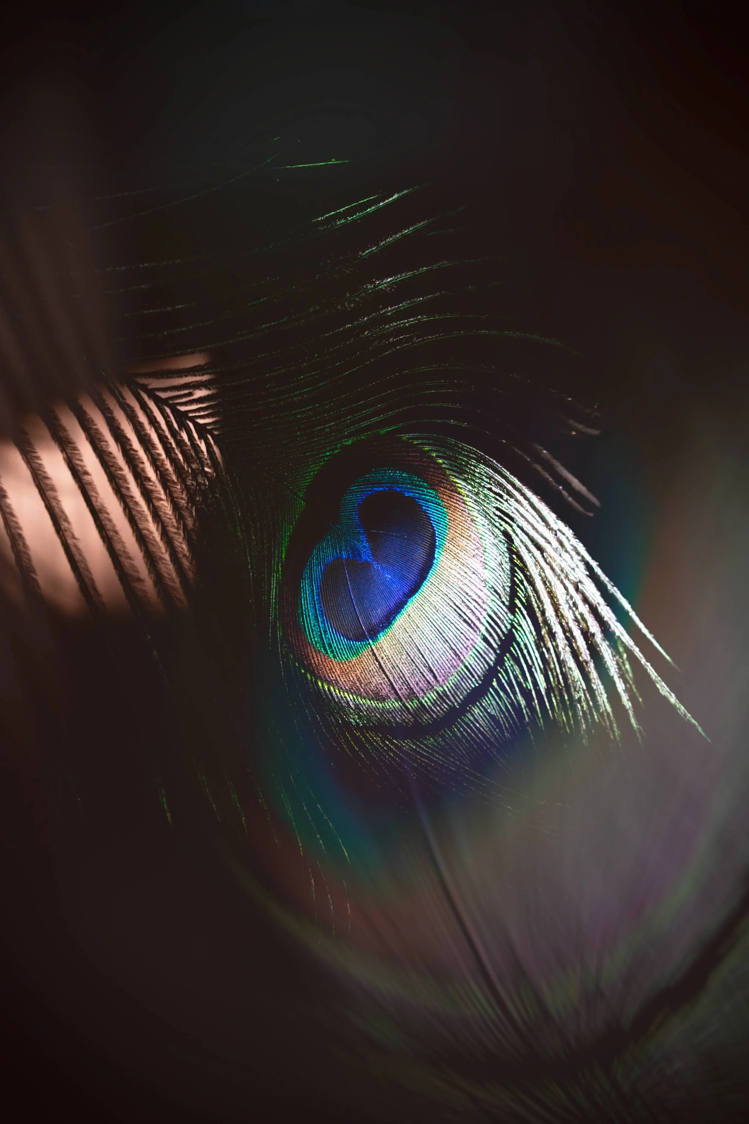 Pauw in conceptueel beeld