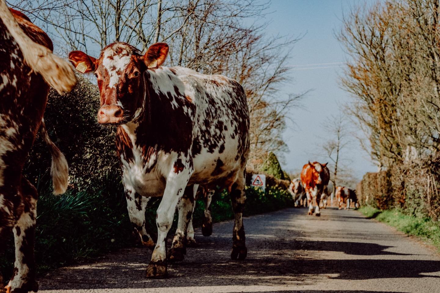 The girls from @tannybrakefarm heading to the Milking Parlour! 

Did you know?! 
All our milk comes straight from the farm to the Milk Parlour to be turned into our delicious ice cream! 

It doesn&rsquo;t get any fresher than this! 
🥛➡️🍦

We&rsquo;