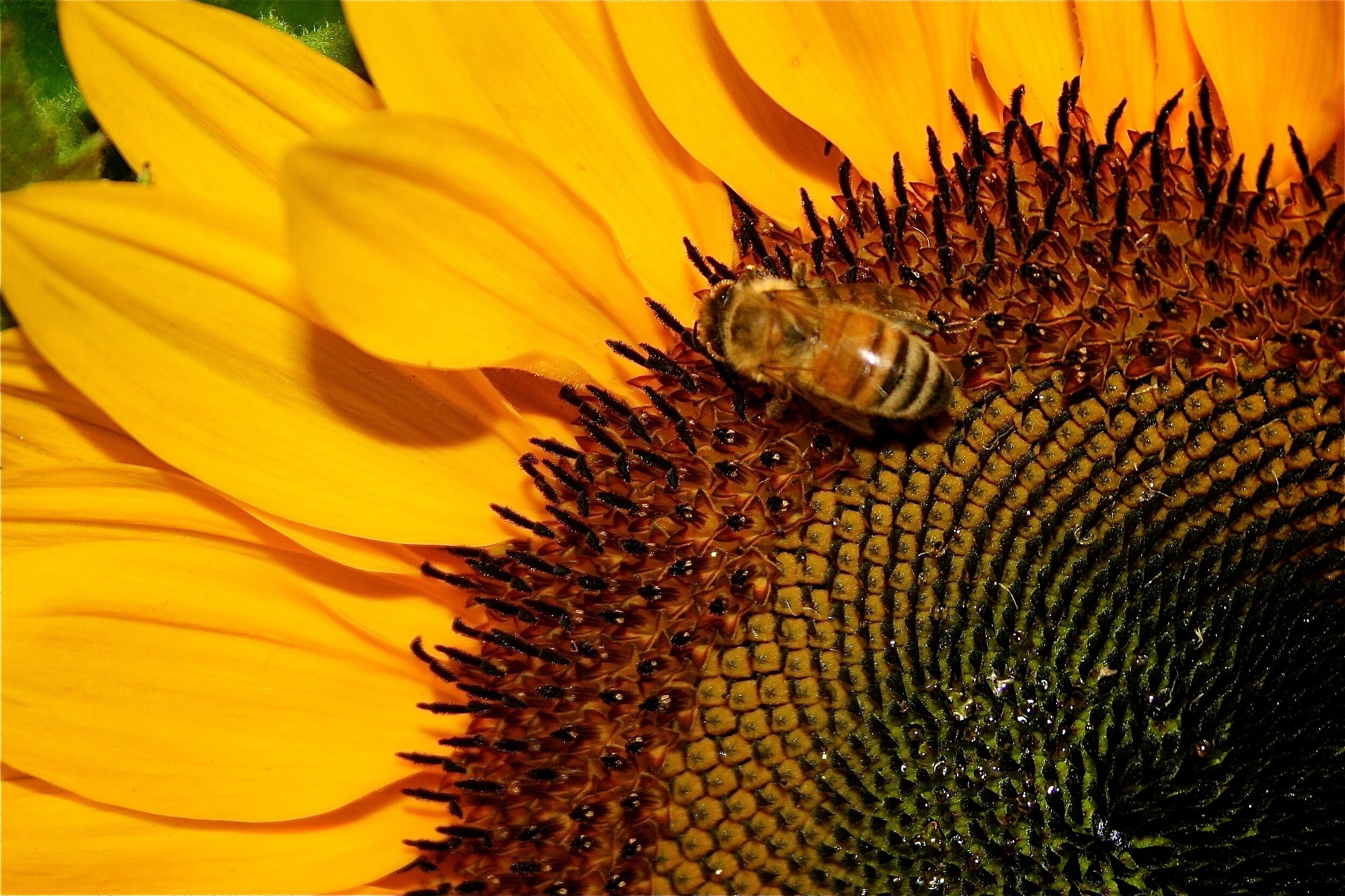 Sunflower_Bee_Horizontal_1.jpg