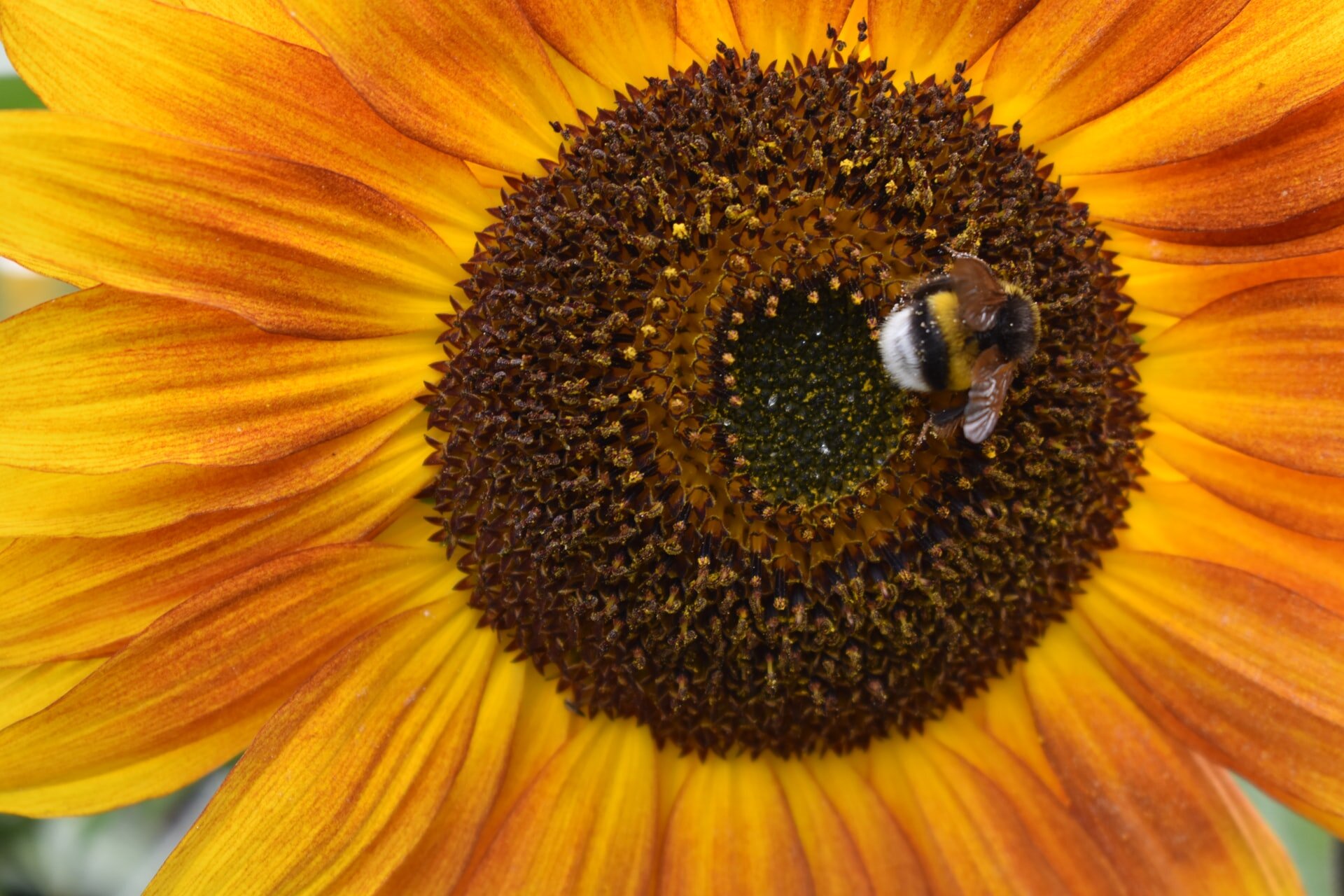 Bumblebee_Sunflower.jpg