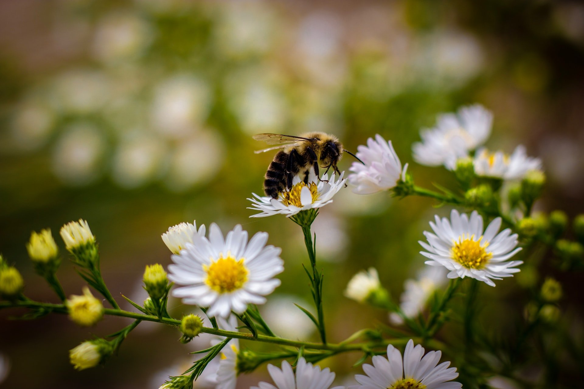 Bumble Bee Wildflowers Mini Daisies.jpg