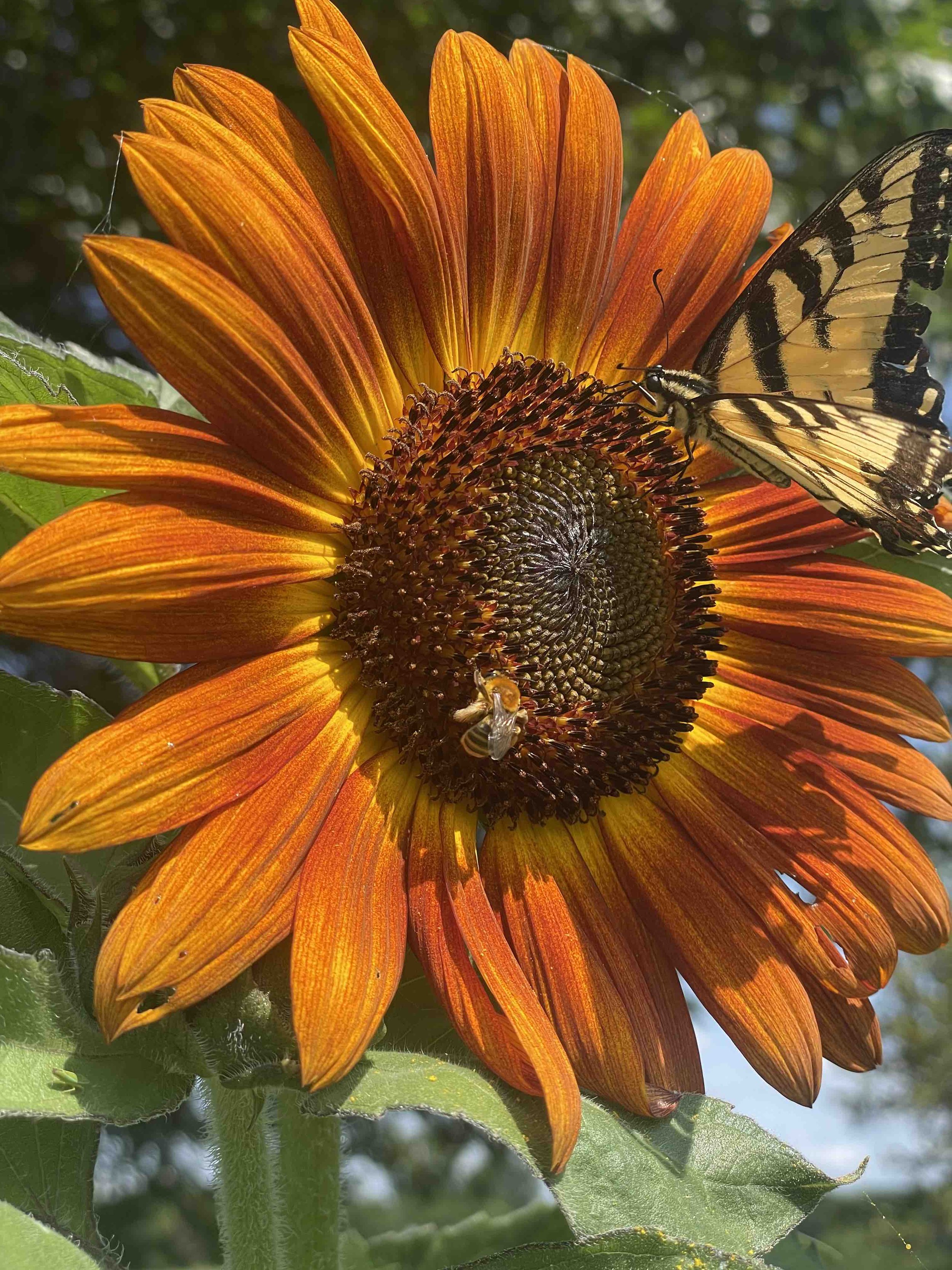 Lyss_Sunflower_Butterfly_Bee.jpg