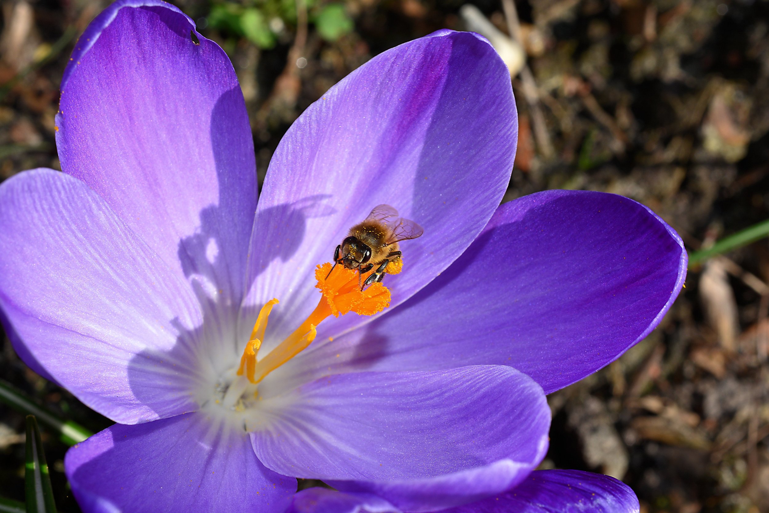 Bee_Crocus.jpg