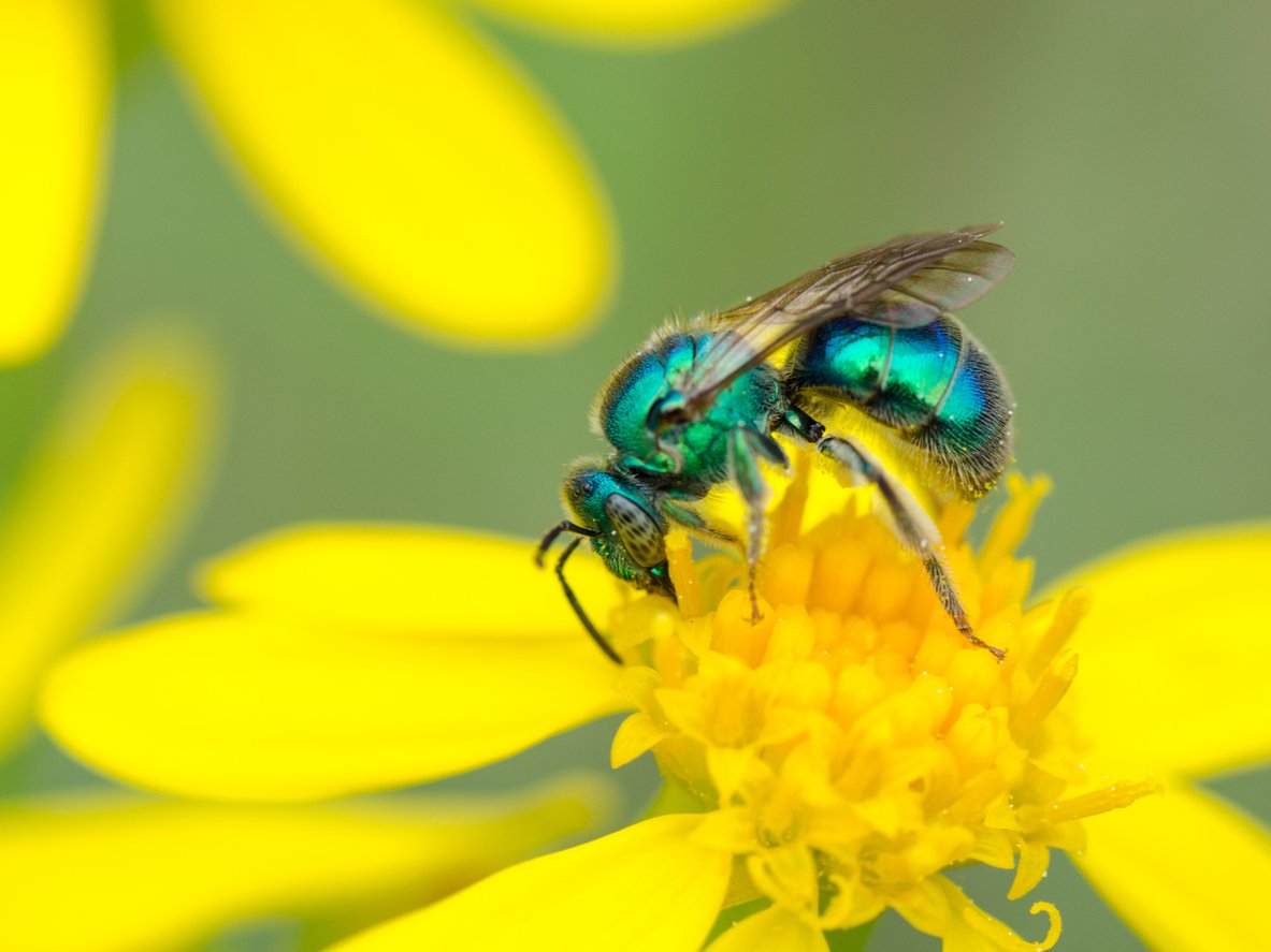 Sweat Bee Blue Green Closeup.jpg