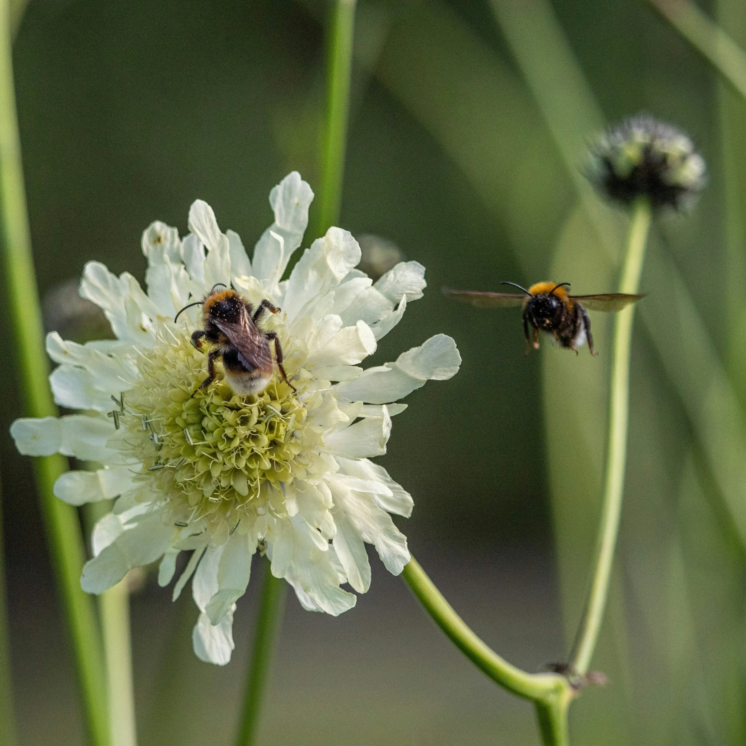 Earth Day Weekend at Oberlin Preserve