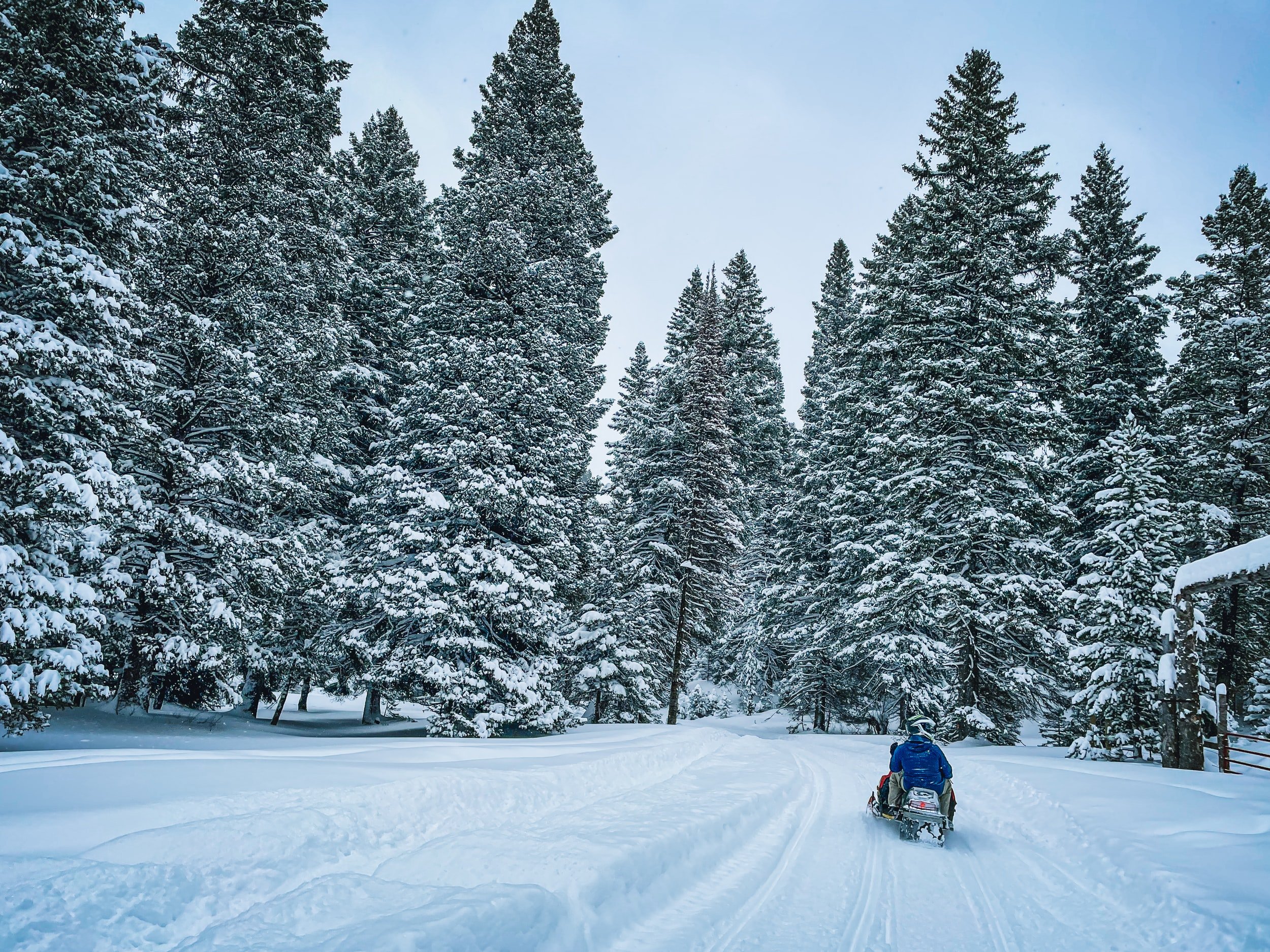 Snowmobile tour through the forest