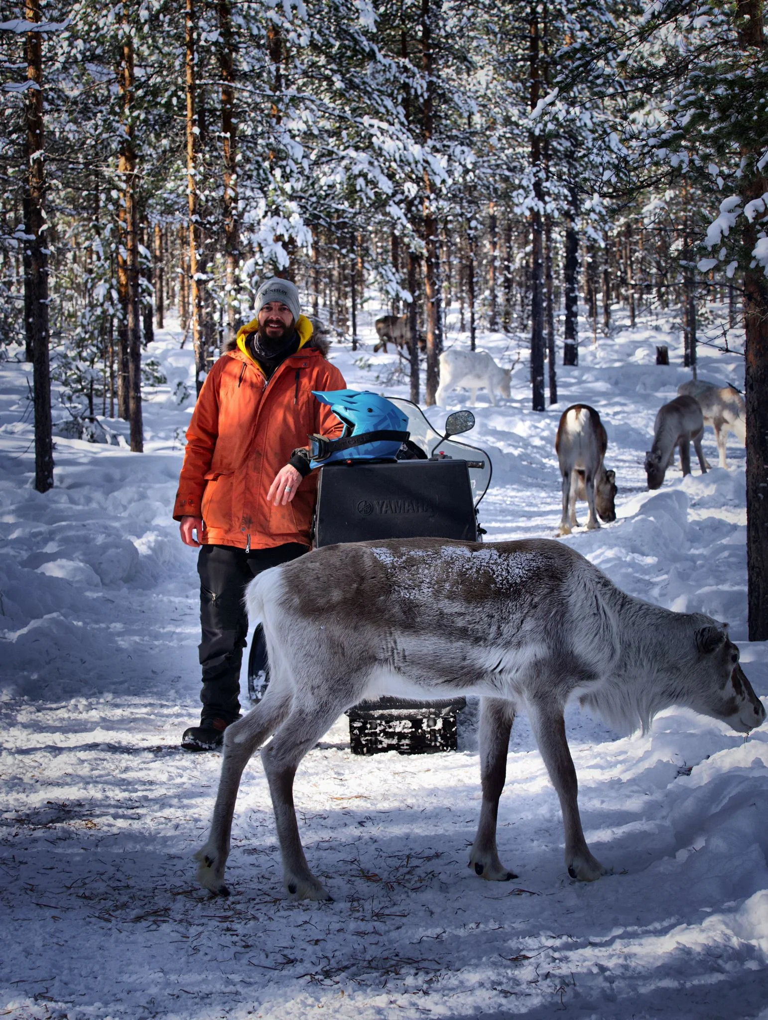 Snowmobile guide surrounded by a herd of reindeer during a snowmobile tour in Vidsel