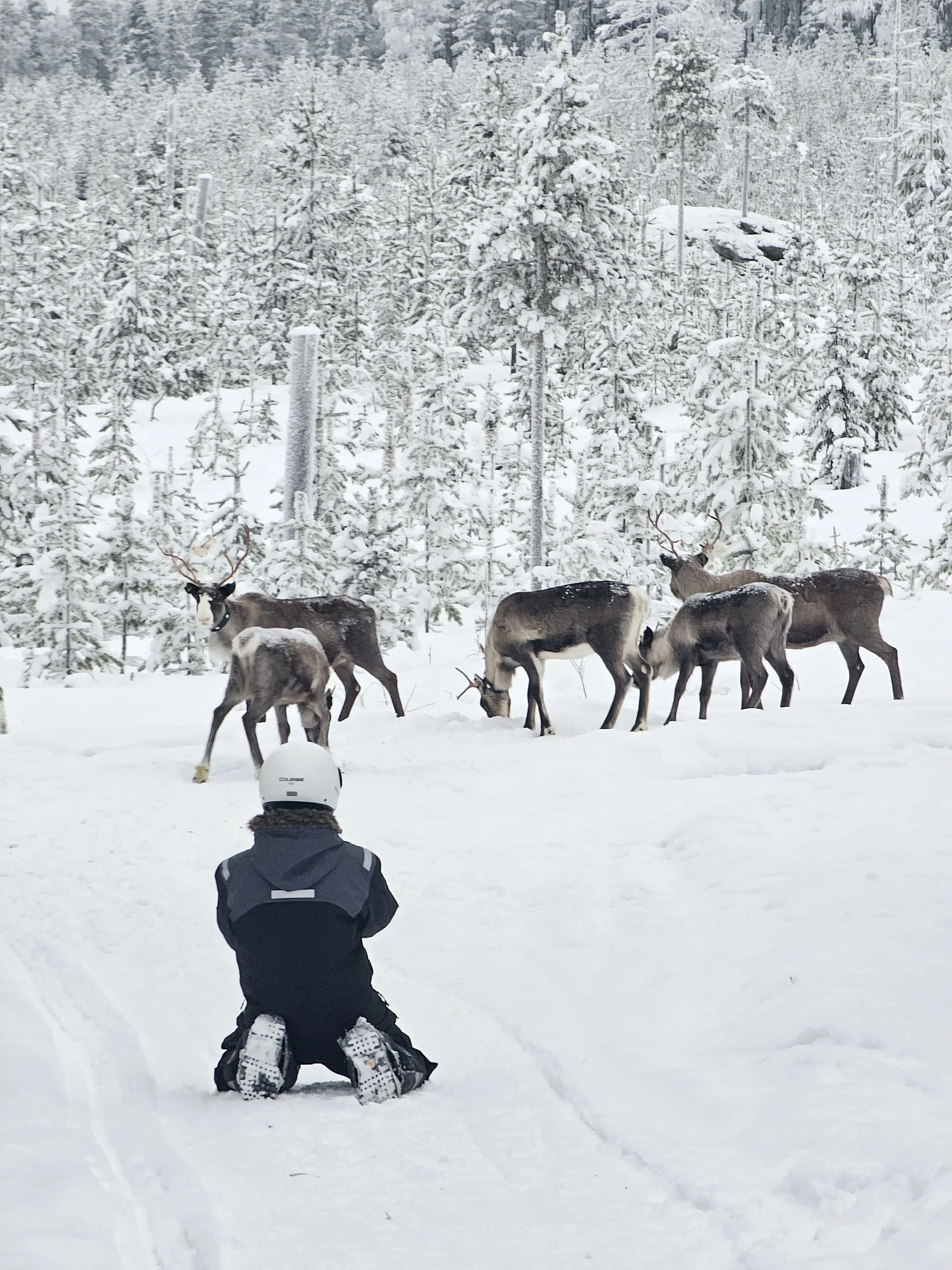A person dressed in winter clothing and wearing a helmet kneeling in the snow, watching a group of reindeer in a snowy forest.