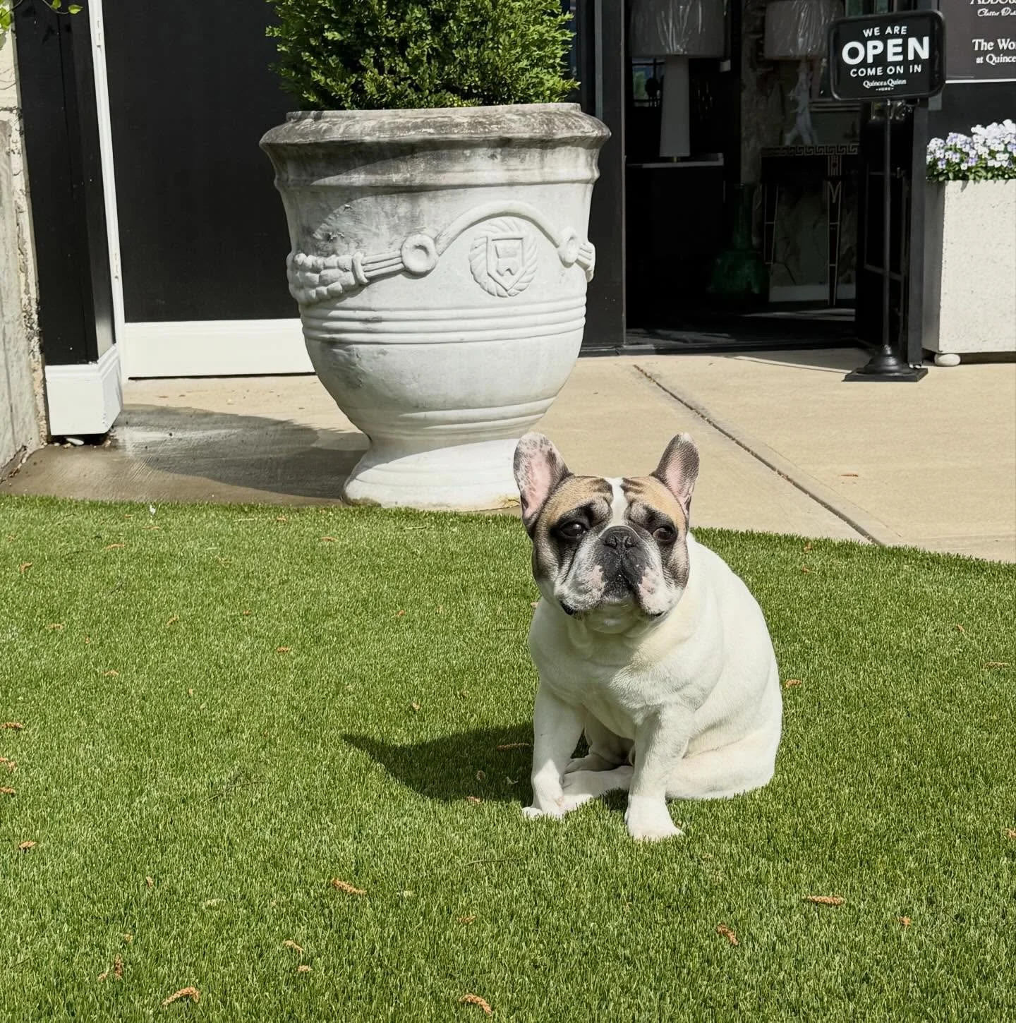 I showed up to work today and not a single treat has been handed out. Not one belly rub. Just me and my wrinkles. If you've got nothing going on today, I'm accepting visitors. I don't ask for much&mdash;okay I ask for a lot. Come see me. 🐾 #Knuckles