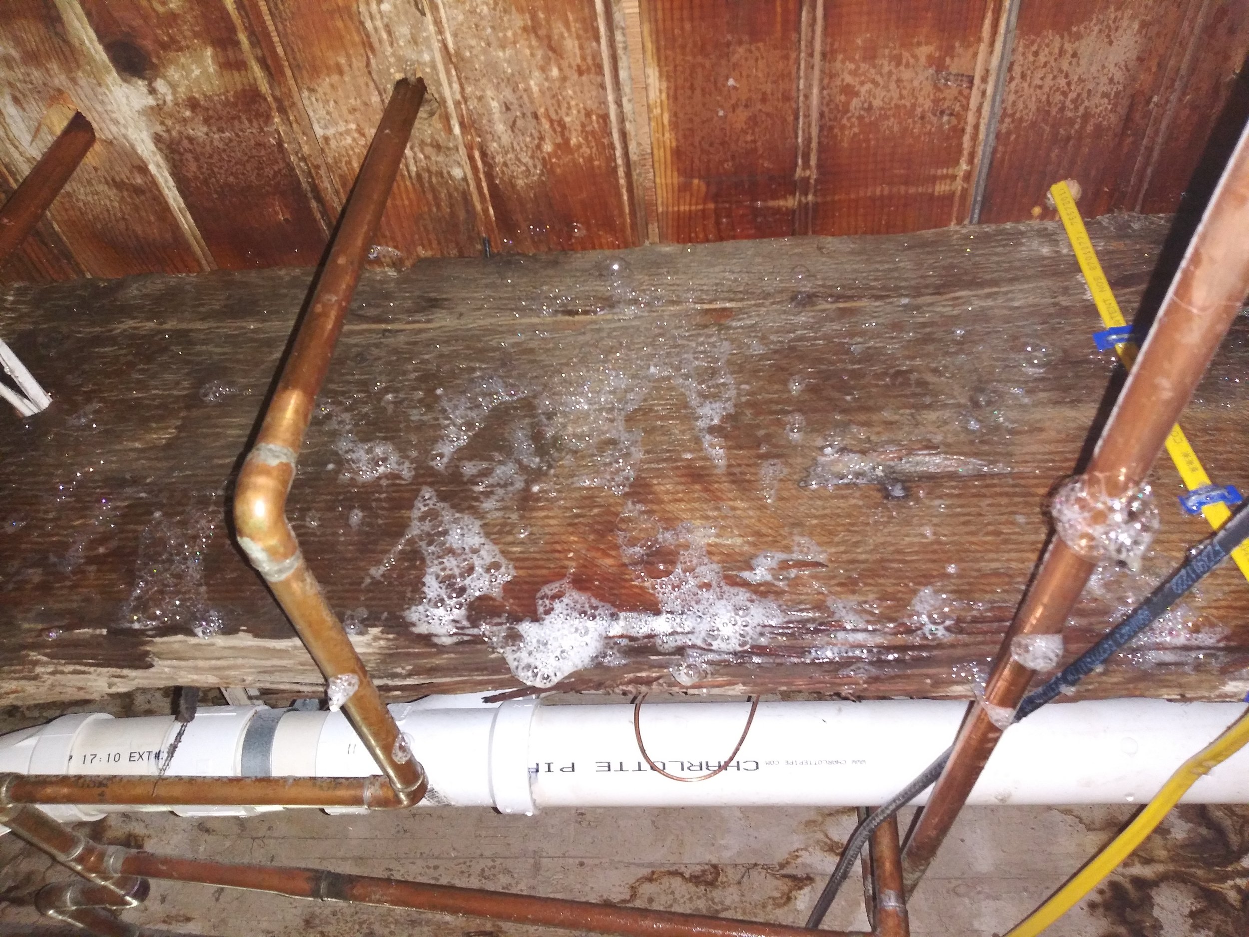 Mold in wood reacting to oxidizing treatment