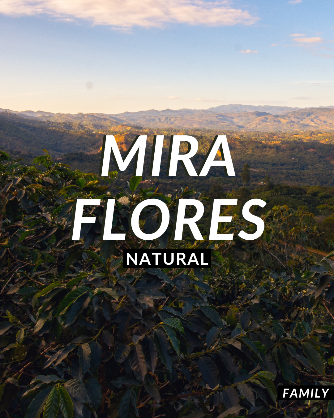 Mira Flores Natural — De La Finca Coffee Importers