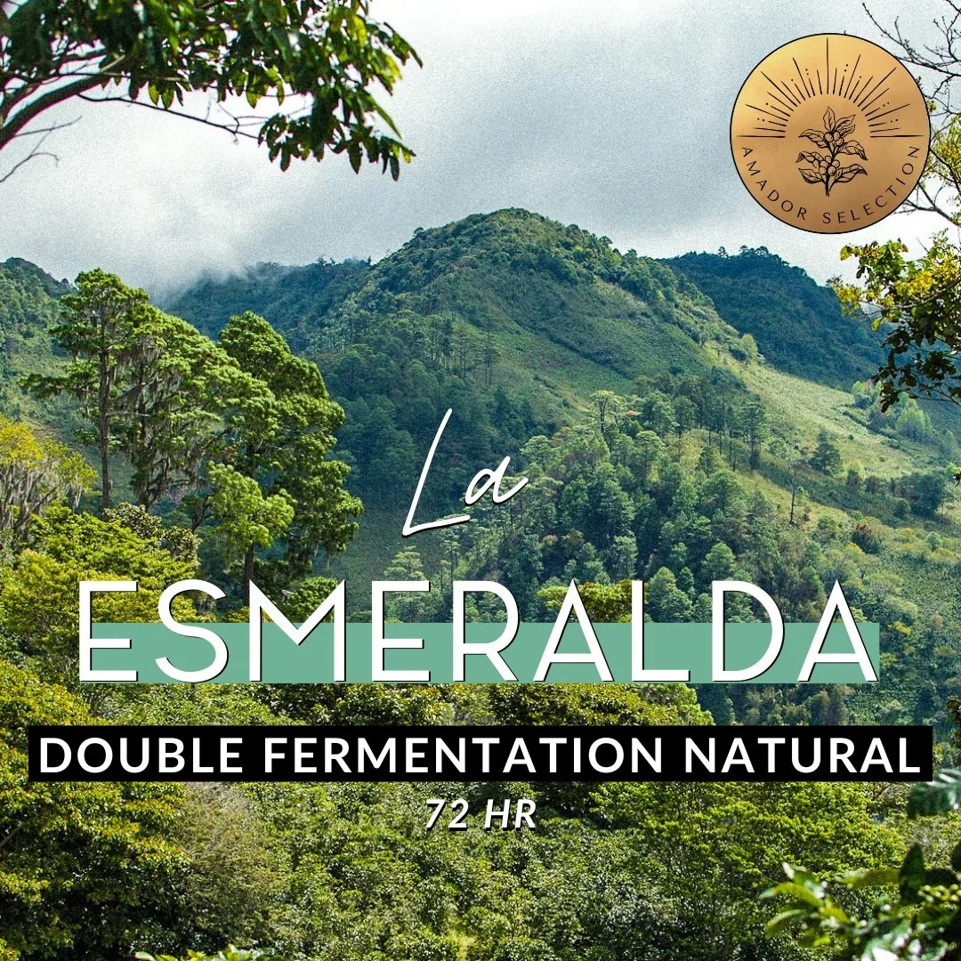 Shop 77lb and Under — De La Finca Coffee Importers