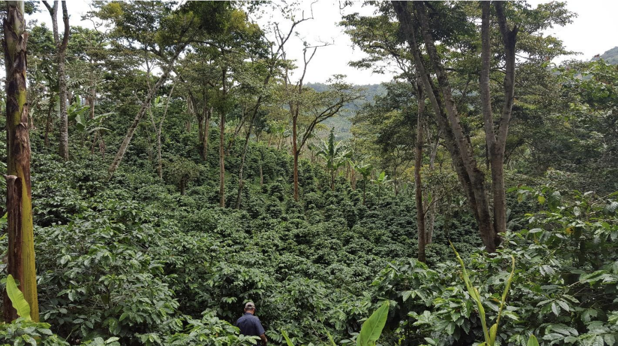nicaragua-direct-trade-specialty-green-coffee-san-rafael-04.png