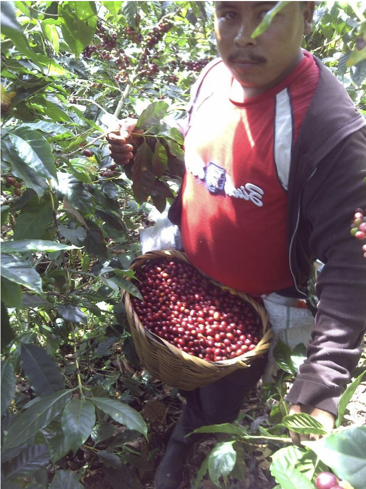 nicaragua-direct-trade-specialty-green-coffee-san-rafael-02.png