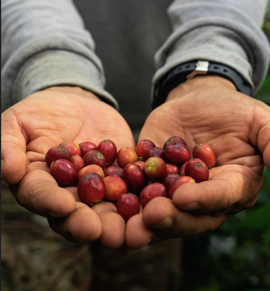 Peru Grade 1 Green Coffee - Machu Picchu - De La Finca Coffee Importers 14.png