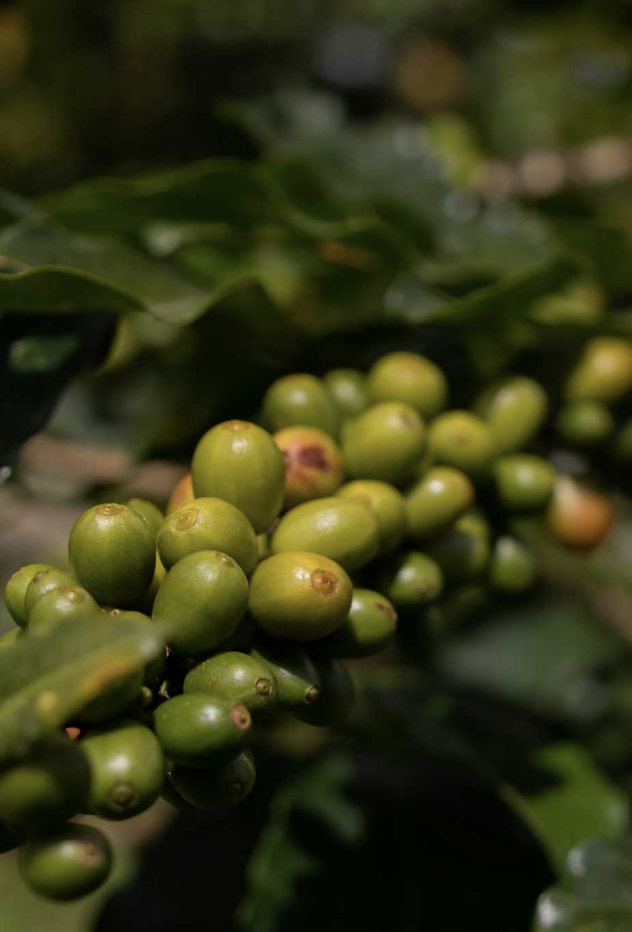 Peru Grade 1 Green Coffee - Machu Picchu - De La Finca Coffee Importers 19.png