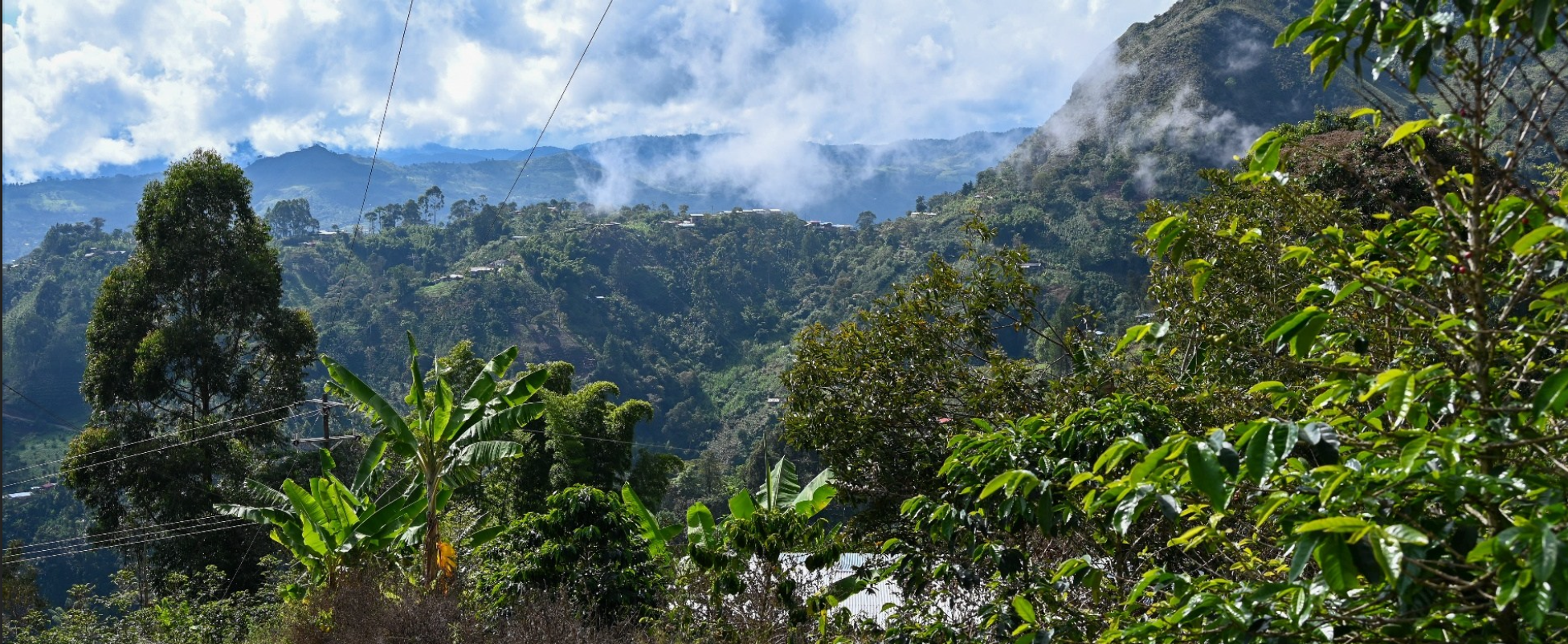 Finca El Porvenir Castillo Natural - Colombia Green Coffee - De La Finca Coffee Importers 04.png