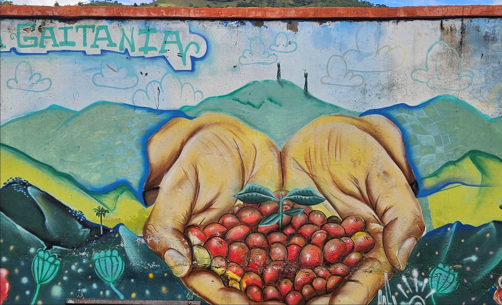 Asocanafi - Tolima Washed Geisha - Colombia Green Coffee - De La Finca Coffee Importers 03.png