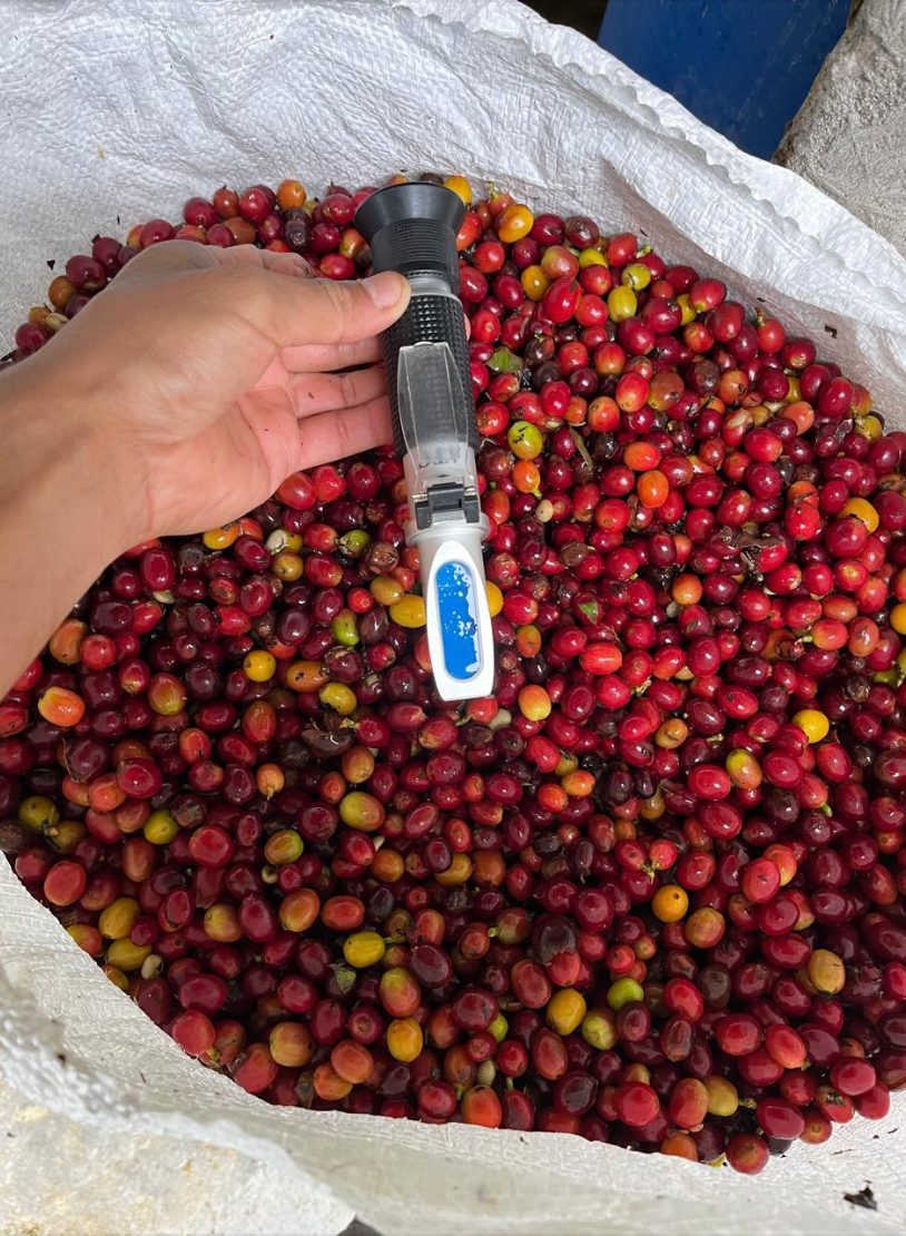 La Manoa - Colombia Green Coffee - De La Finca Coffee Importers 05.png