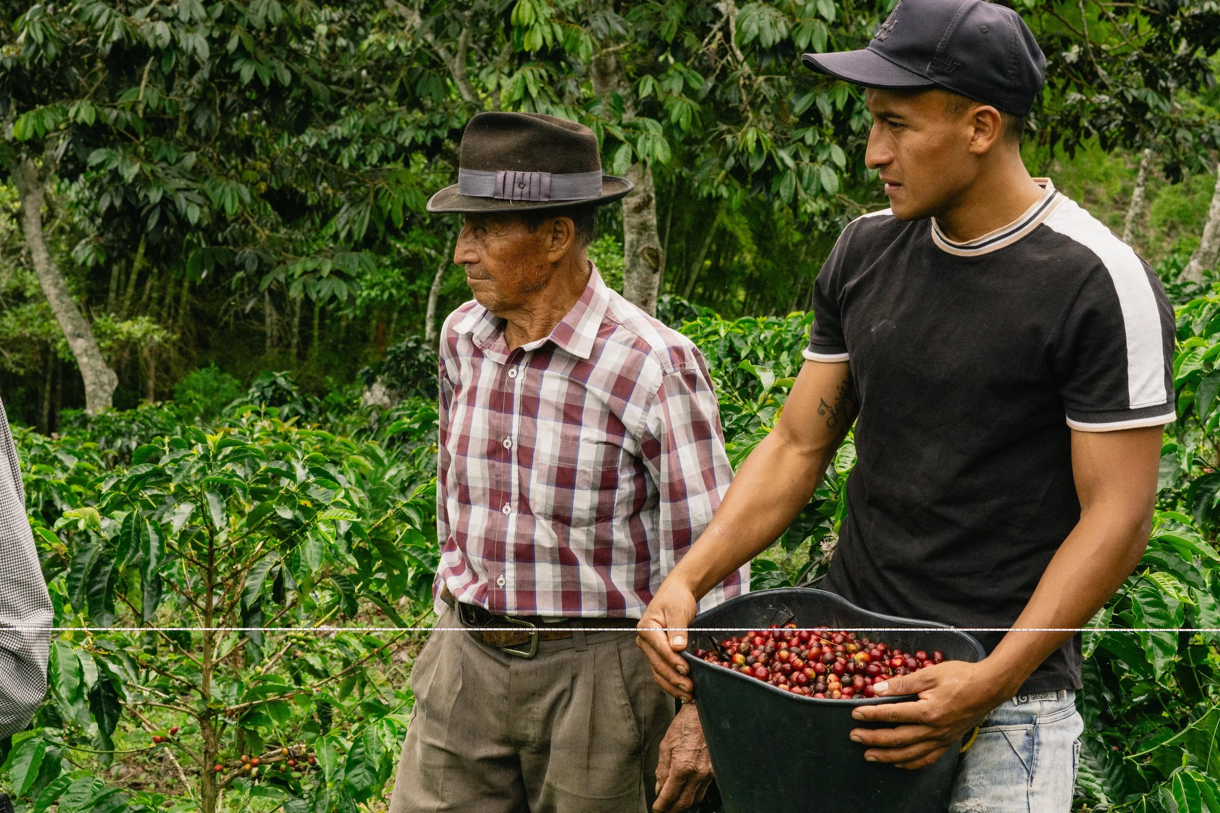 Colombia Green Coffee - FCC - De La Finca Coffee Importers - Juan Bautista Narvaez Julio Cesar Sanchez.jpg