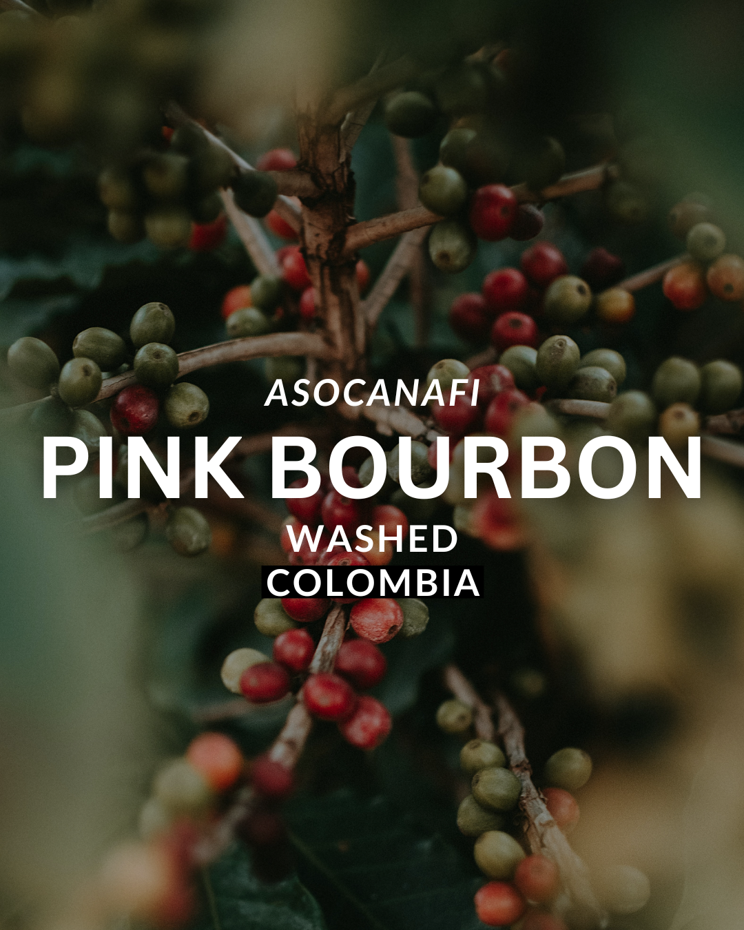 Colombia Washed Pink Bourbon Green Coffee - De La Finca Coffee Importers