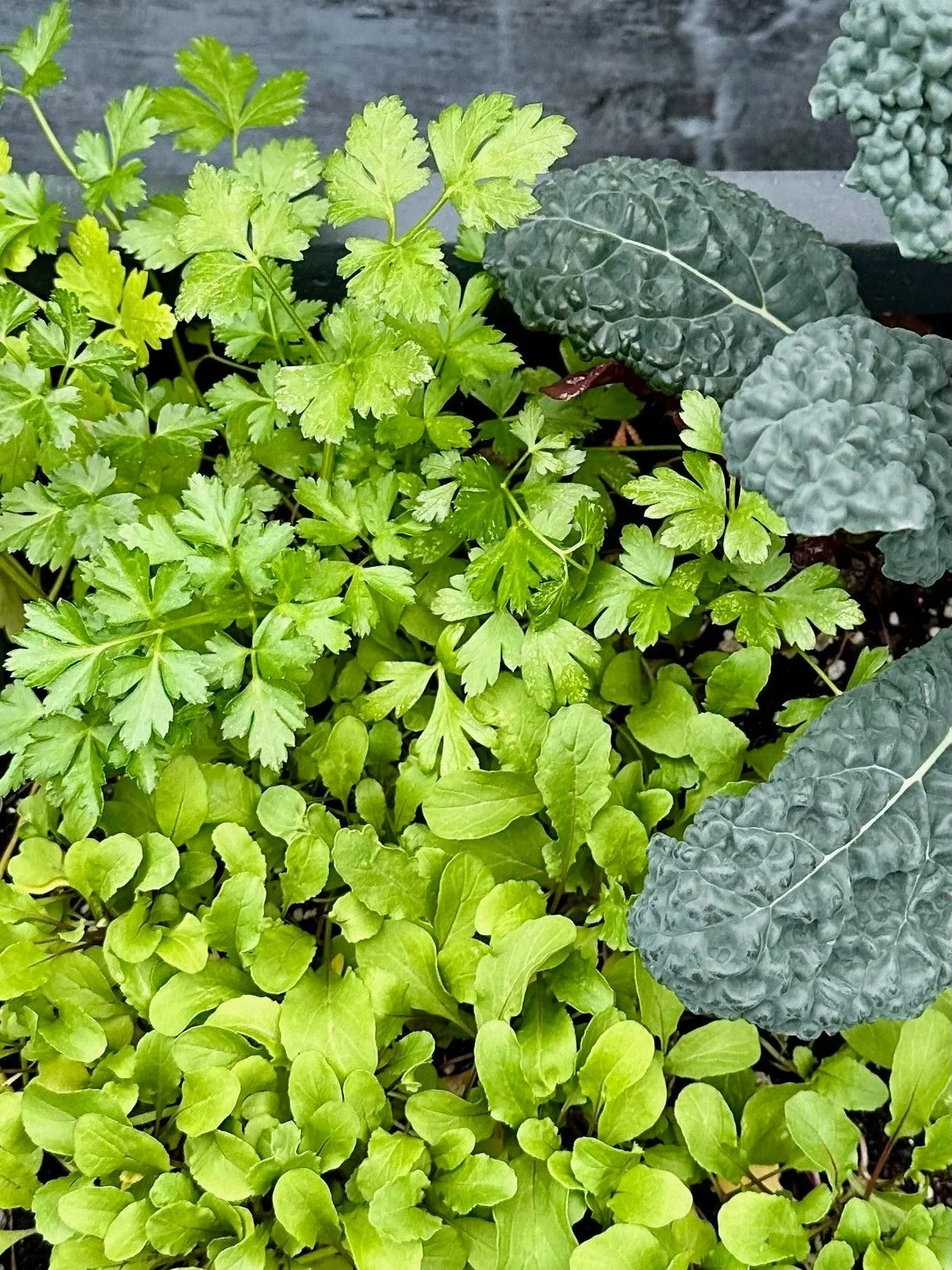 Overwintering Vegetables