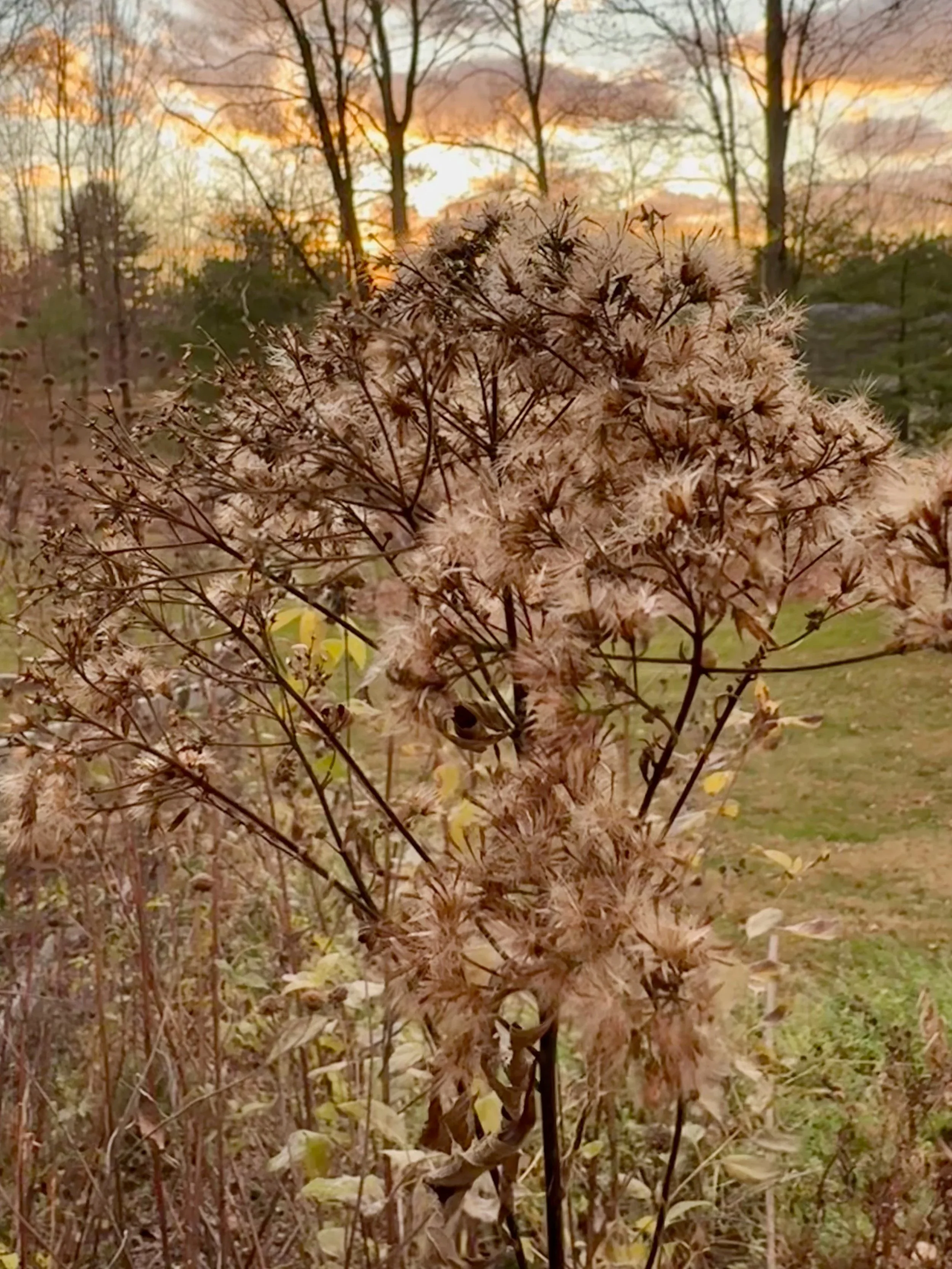 Leave (most of) the Leaves
