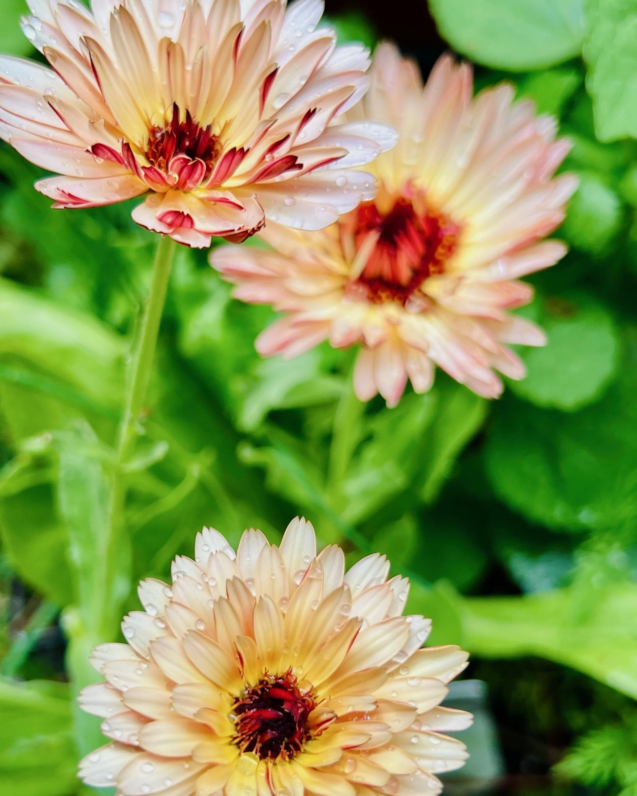 All is peachy in the garden
