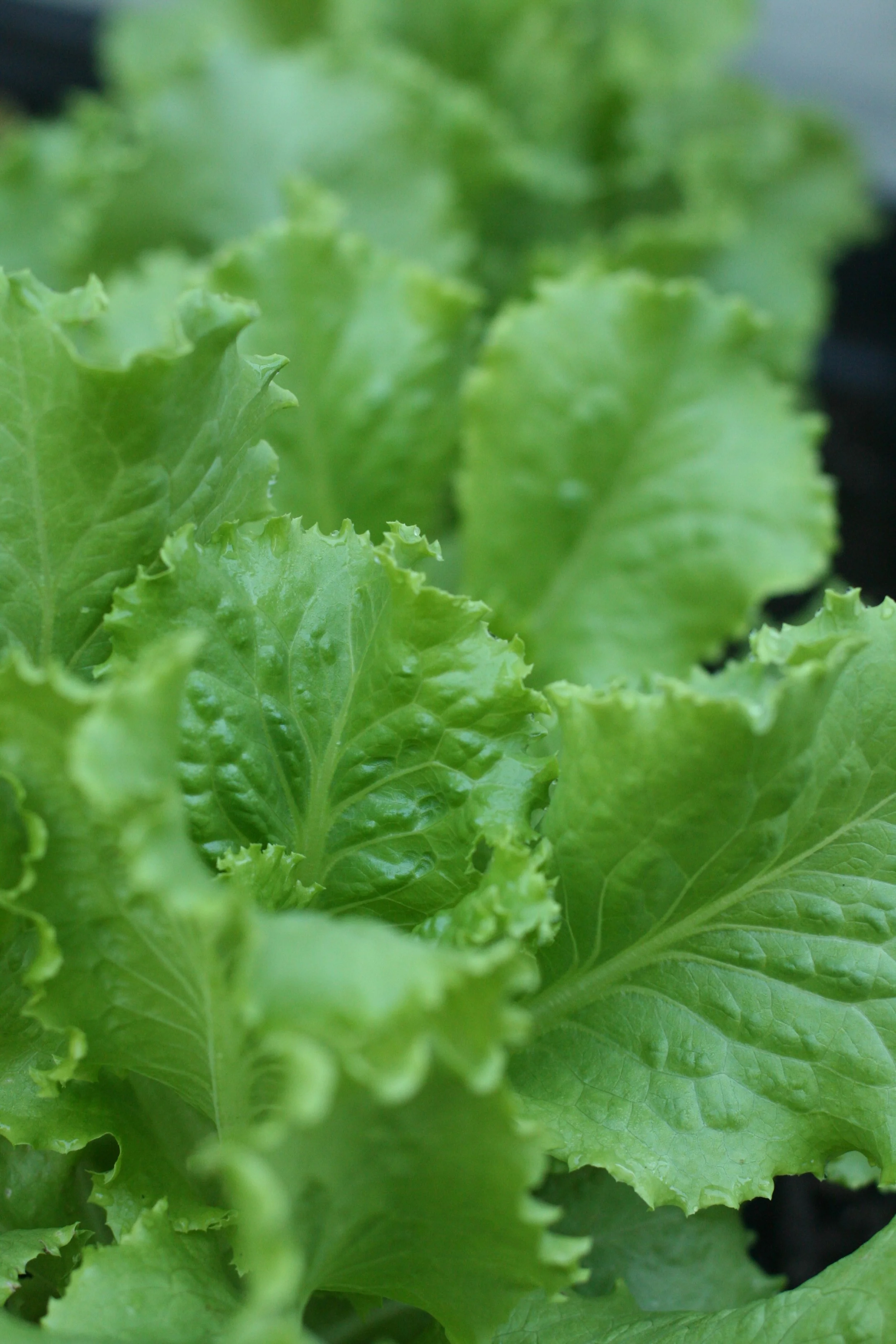 The bitter truth about lettuce
