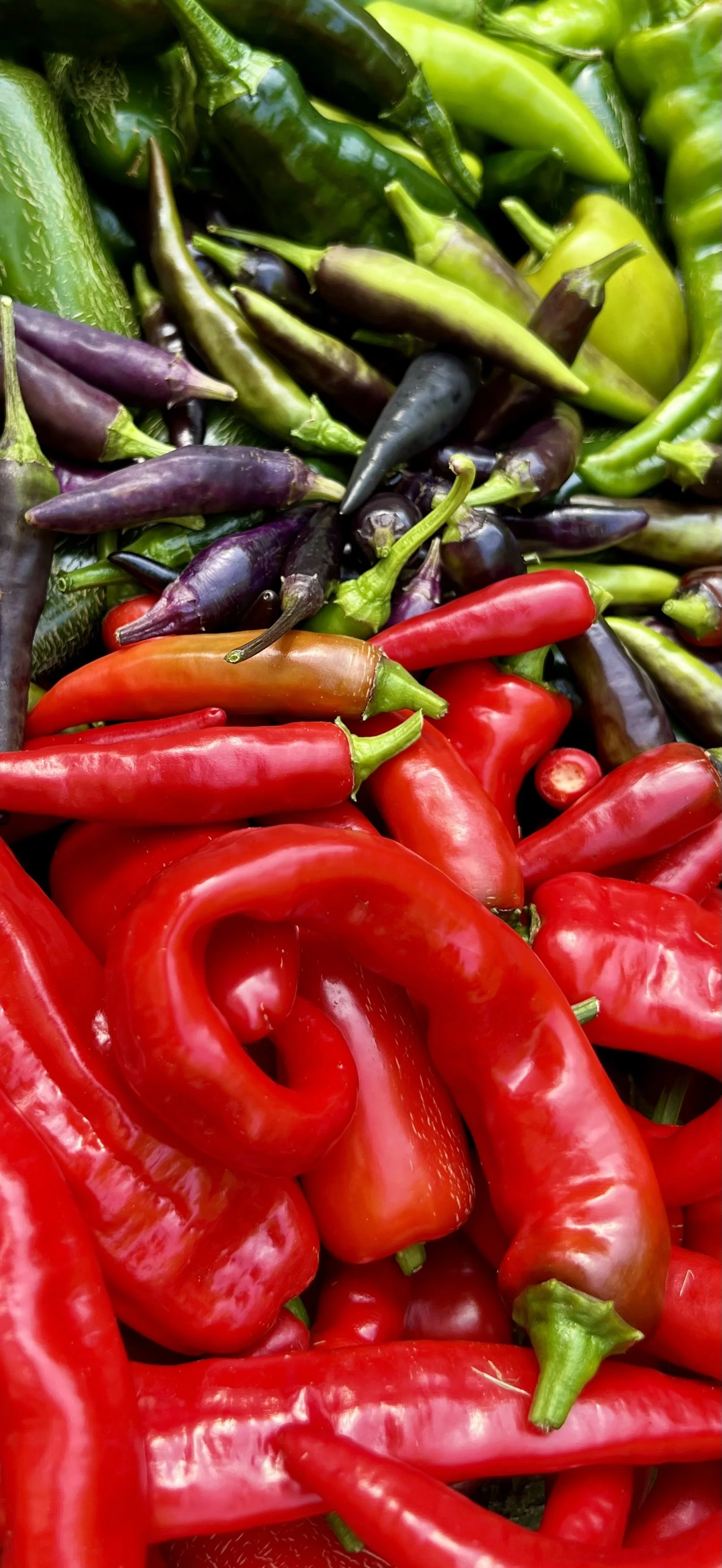 topping peppers and basil