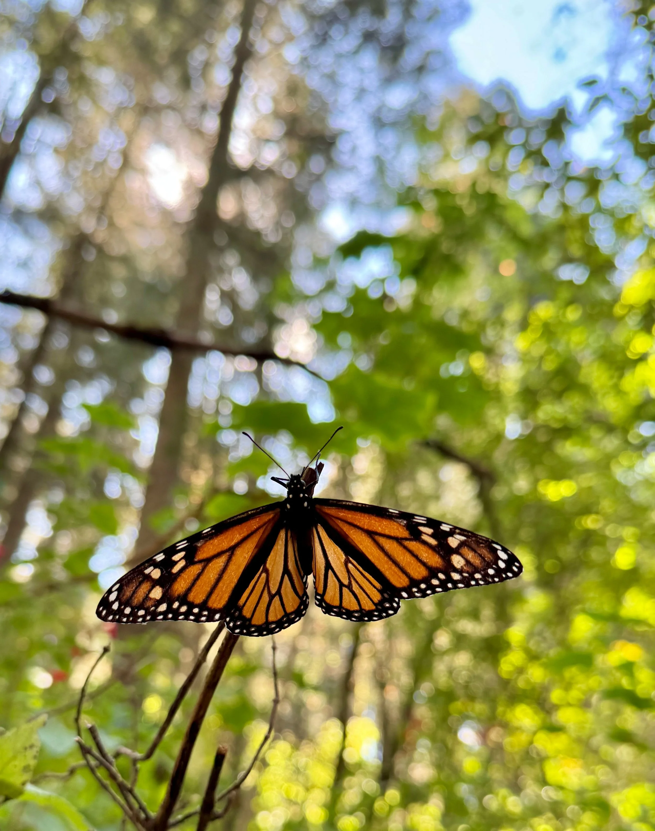 WHAT TO PLANT FOR MONARCH BUTTERFLIES AND FALL POLLINATORS