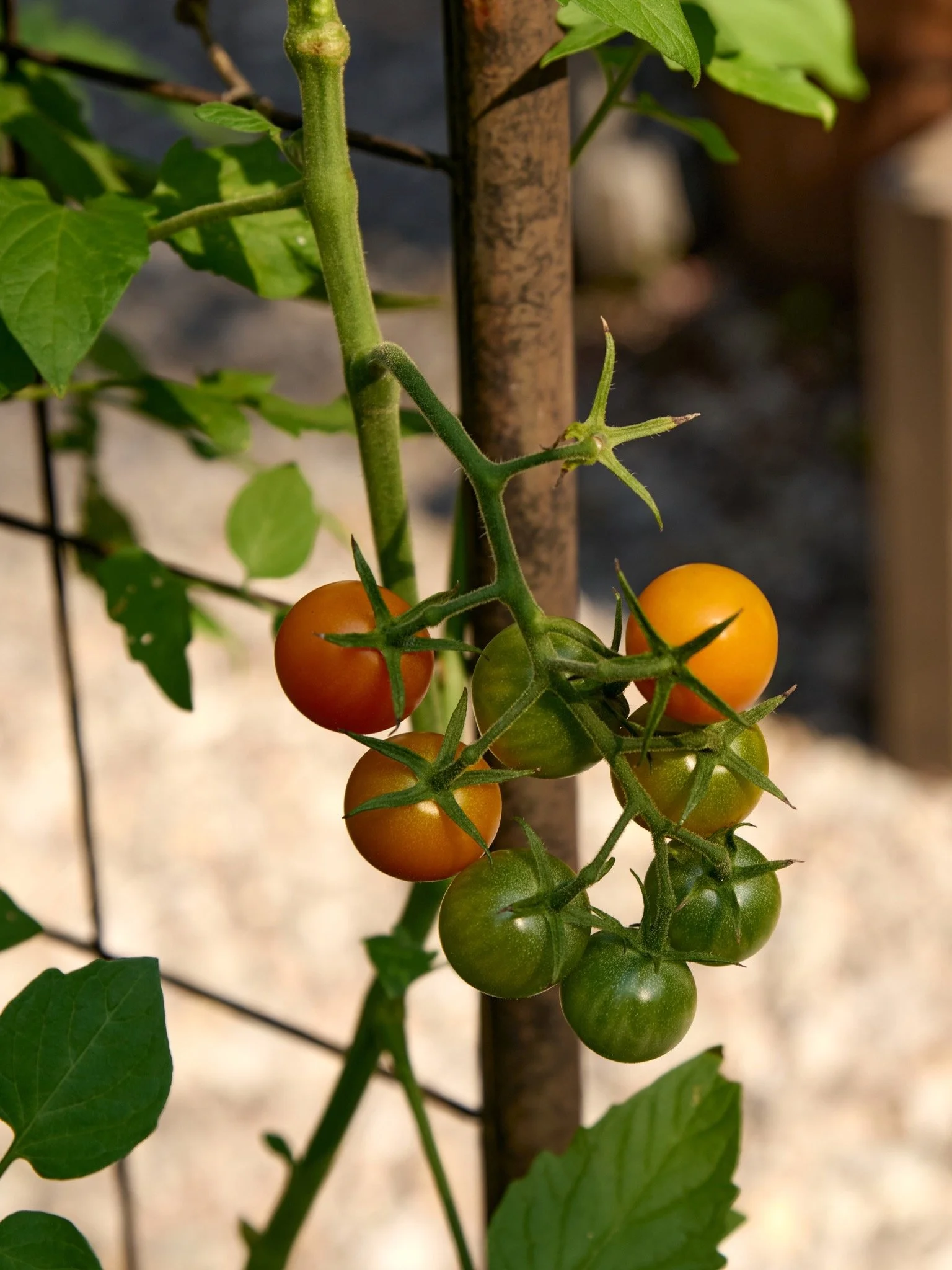 How to Clear Out Tomato Beds in Fall 
