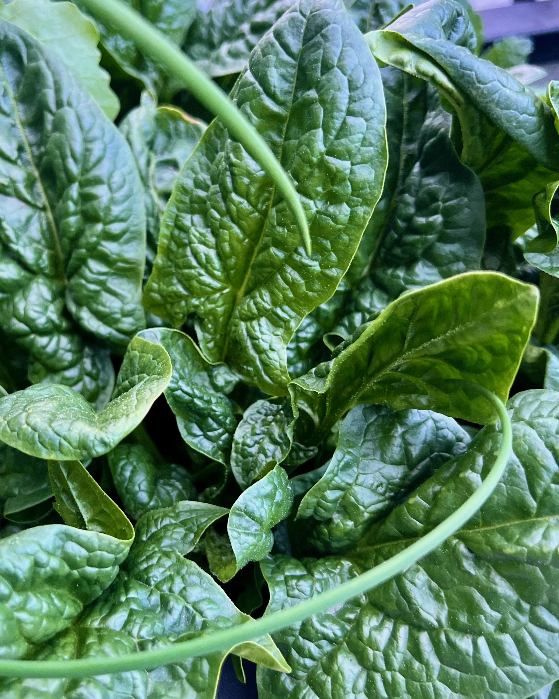 Close up of spinach leaves with a few blades of chives across the screen