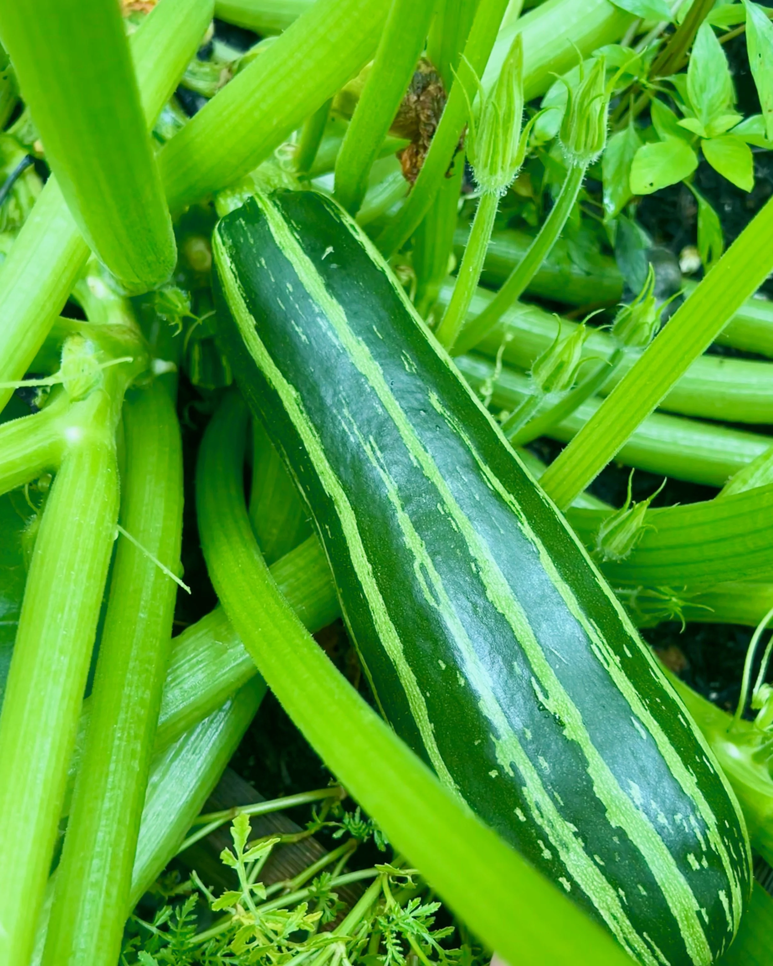 Striped zucchini growing on vibrant green plant
