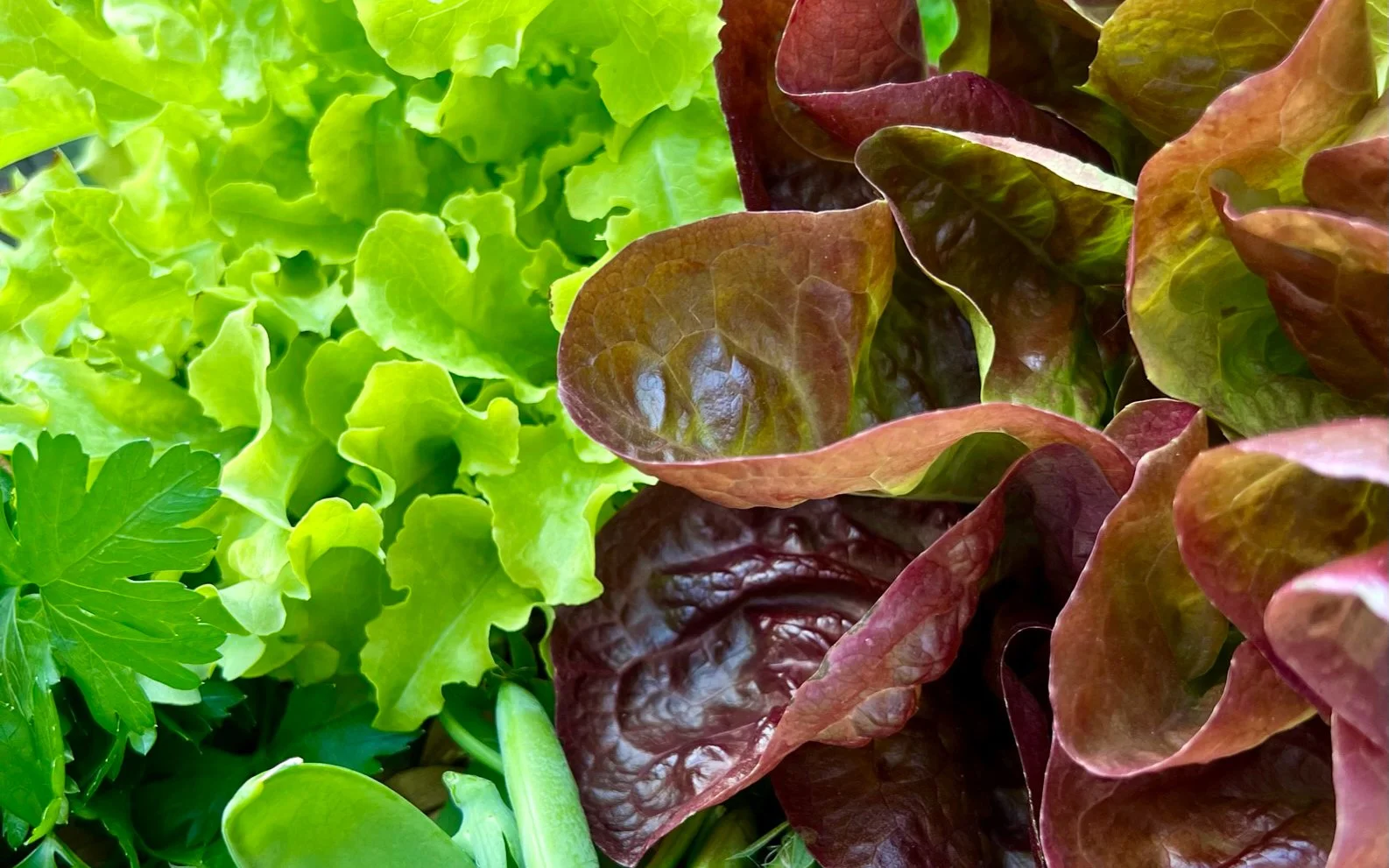 up close photo of green and red lettuce leaves