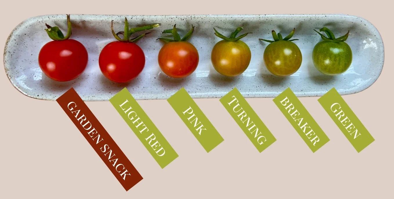 cherry tomatoes in a row labeled with their maturity stage, from green to fully red, jokingly marked as garden snack