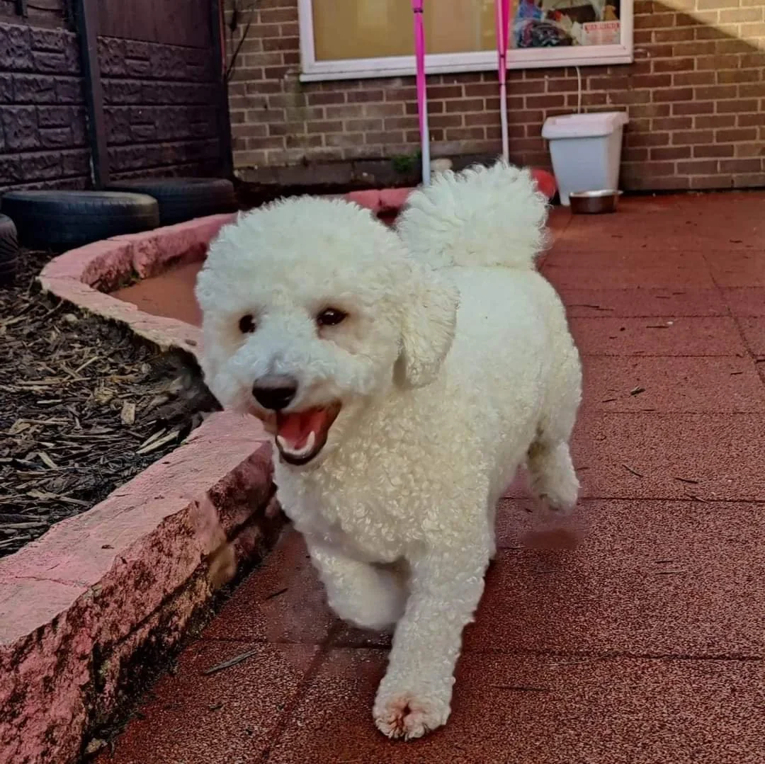 gallery-the-happy-dog-haven