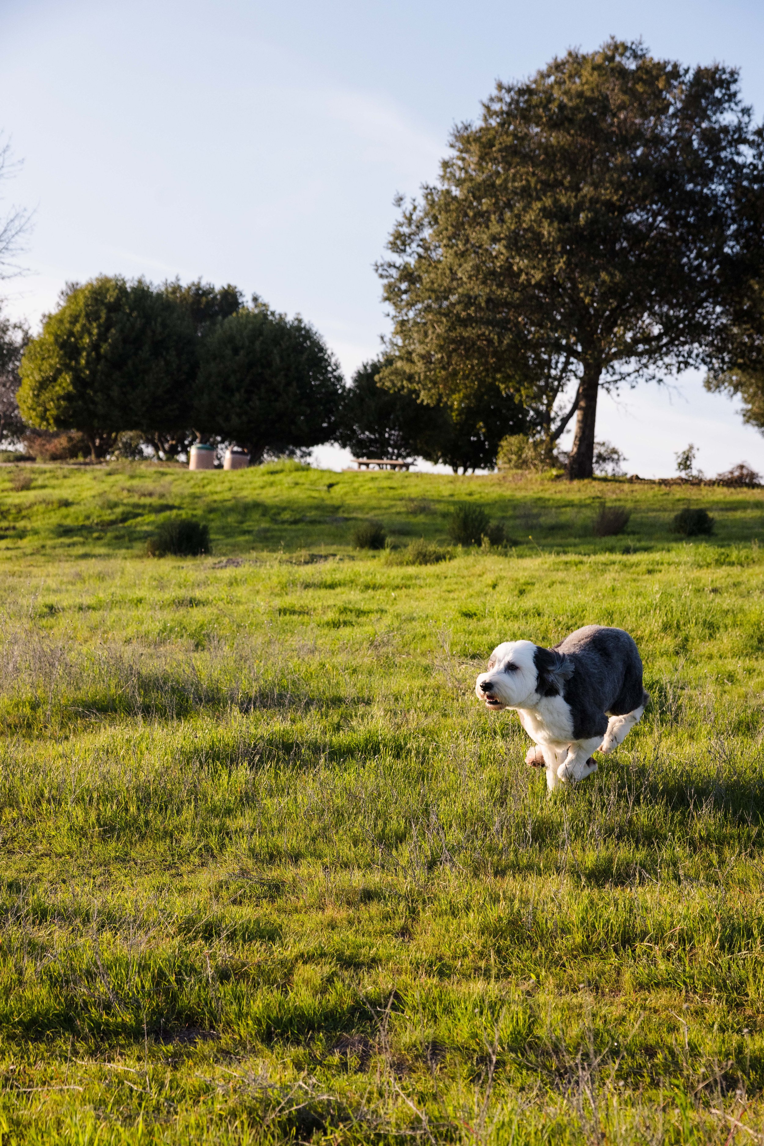 Bay Area Wedding photographer
