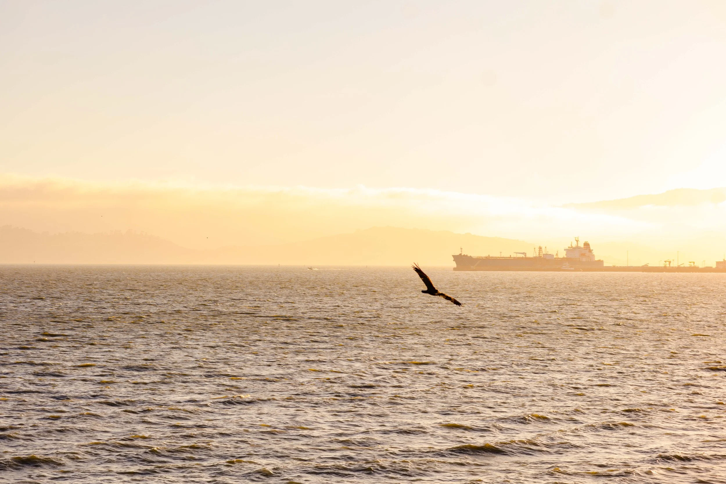 SF Wedding Photographer