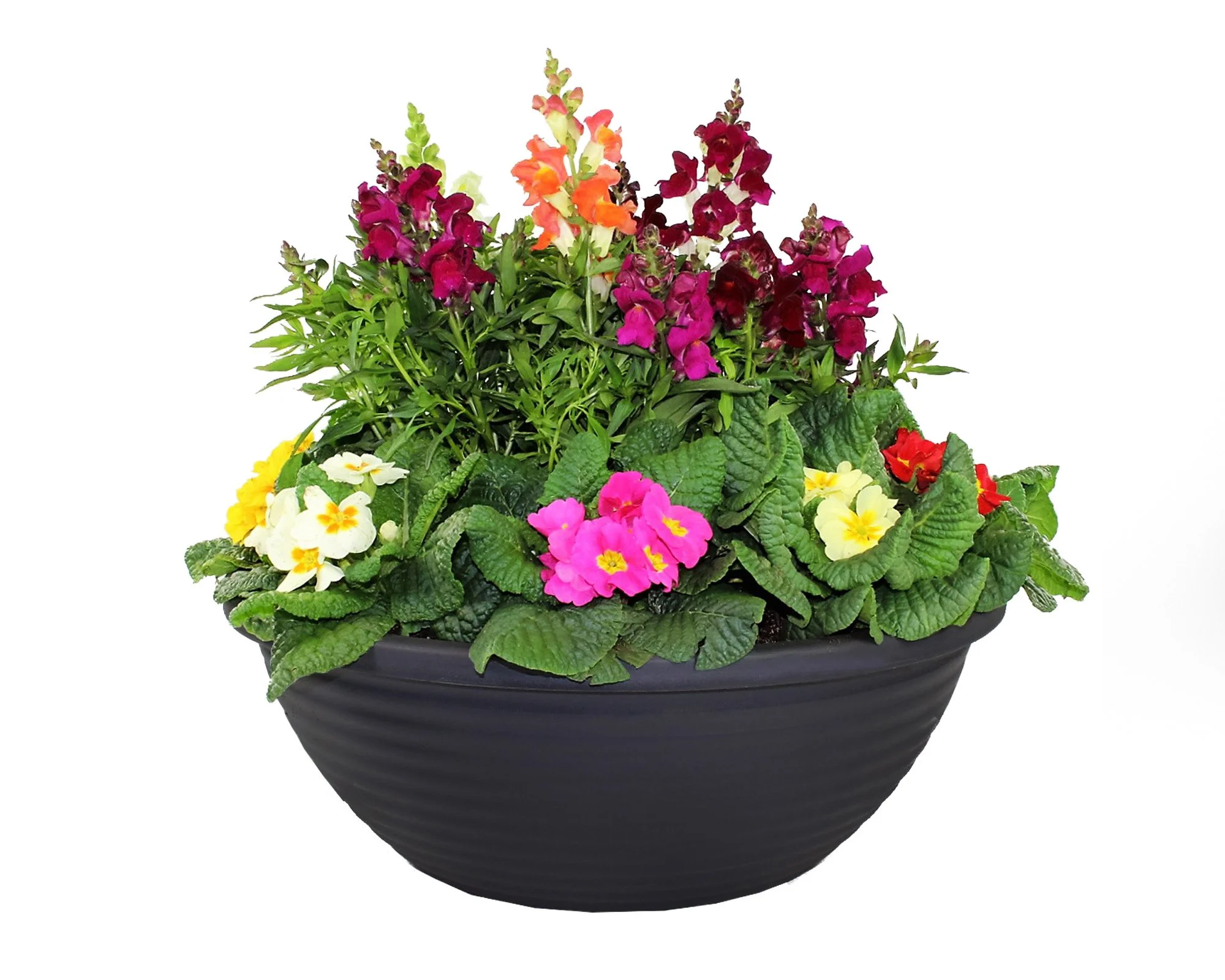 17in_Durado Bowl_Combo Planter.jpg