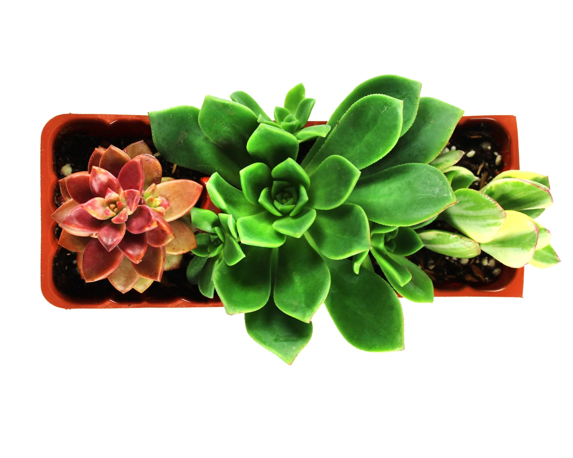 1003_Tray_Succulent_Aeonnium_Individual_Top View.jpg