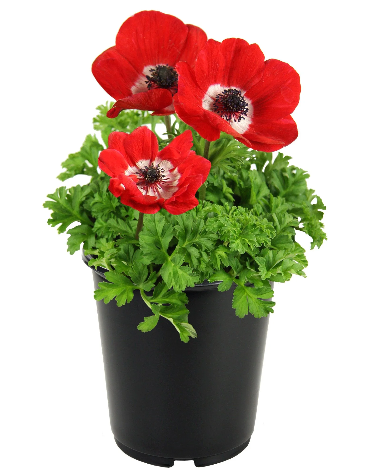 1G_Anemone_Mix_Red.jpg