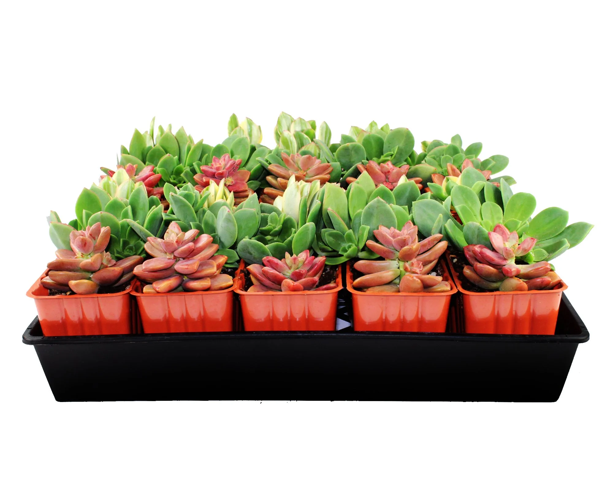 1003_Tray_Succulent_Aeonnium_Full in Black Tray_Front.jpg